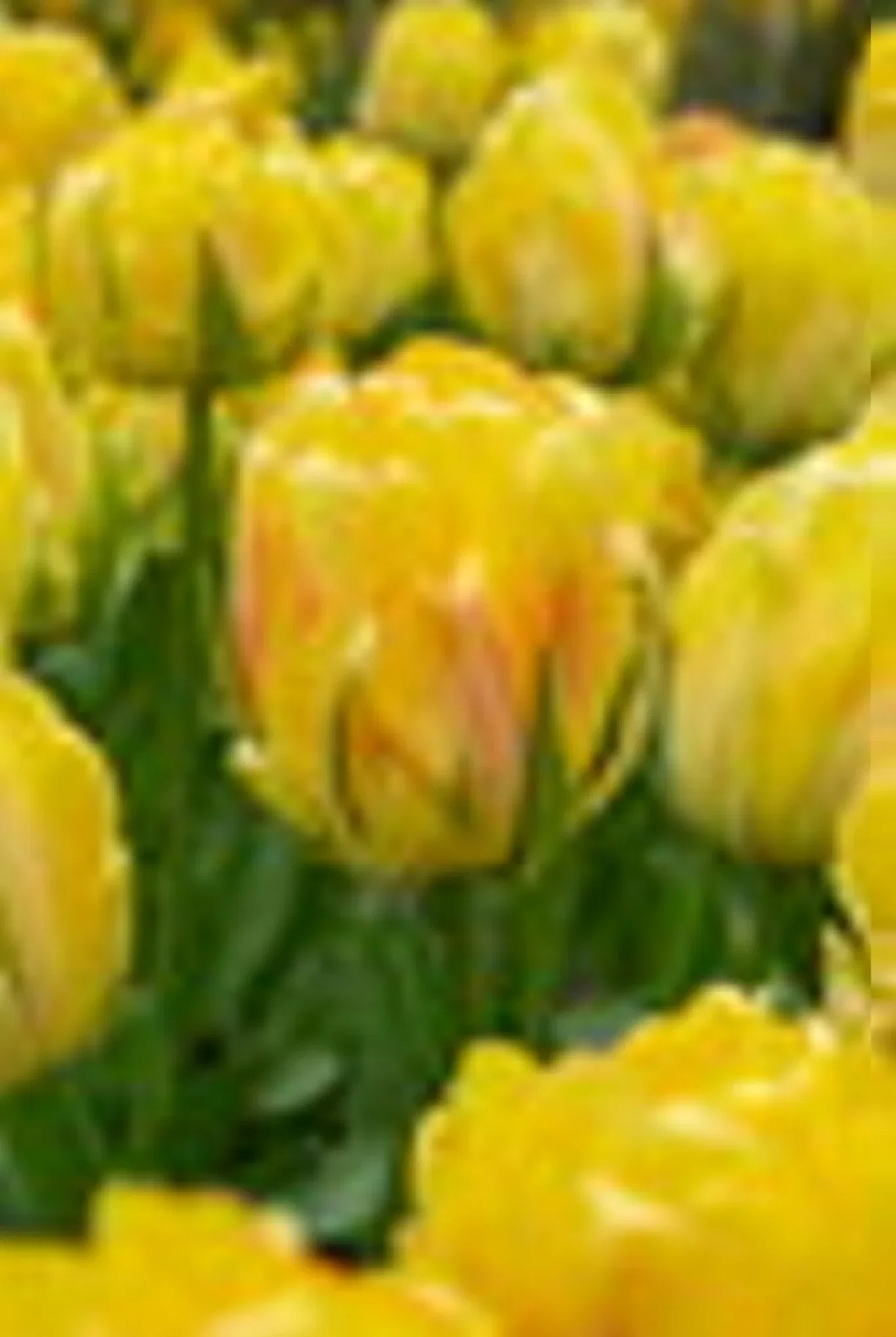 Tulipa Double Late Akebono