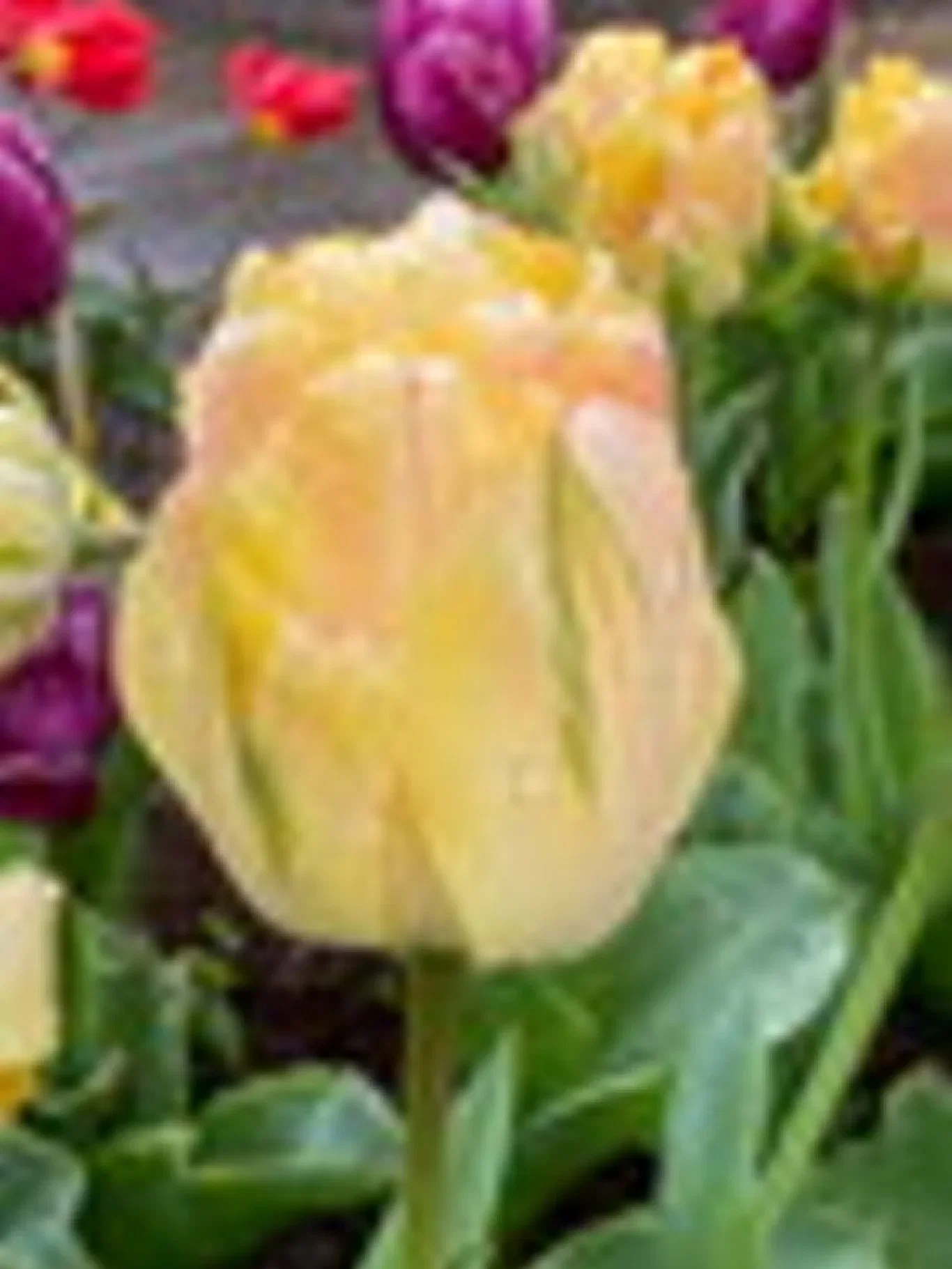 Tulipa Double Late Akebono