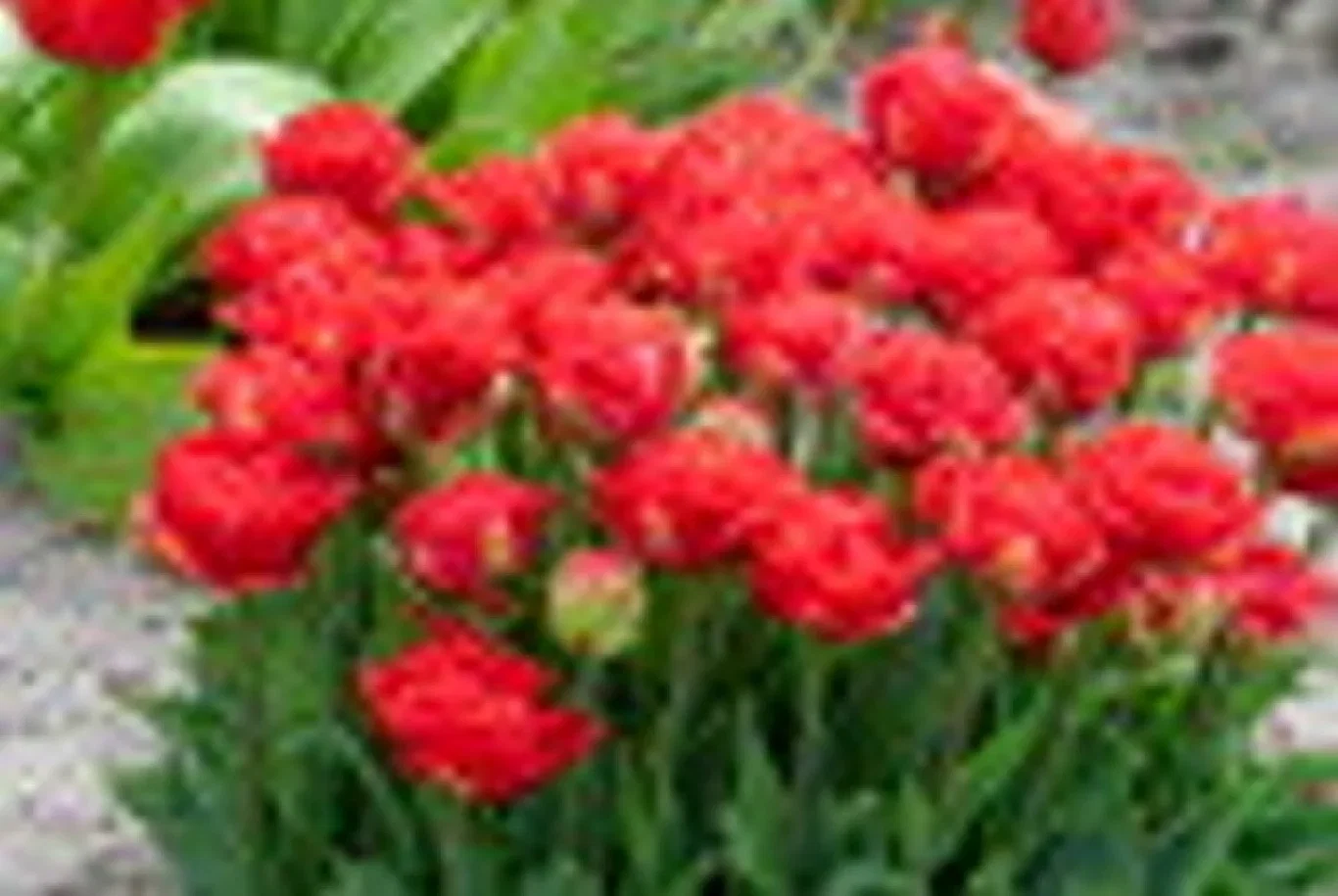 Tulipa Double Early Pamplona 6 bulbs