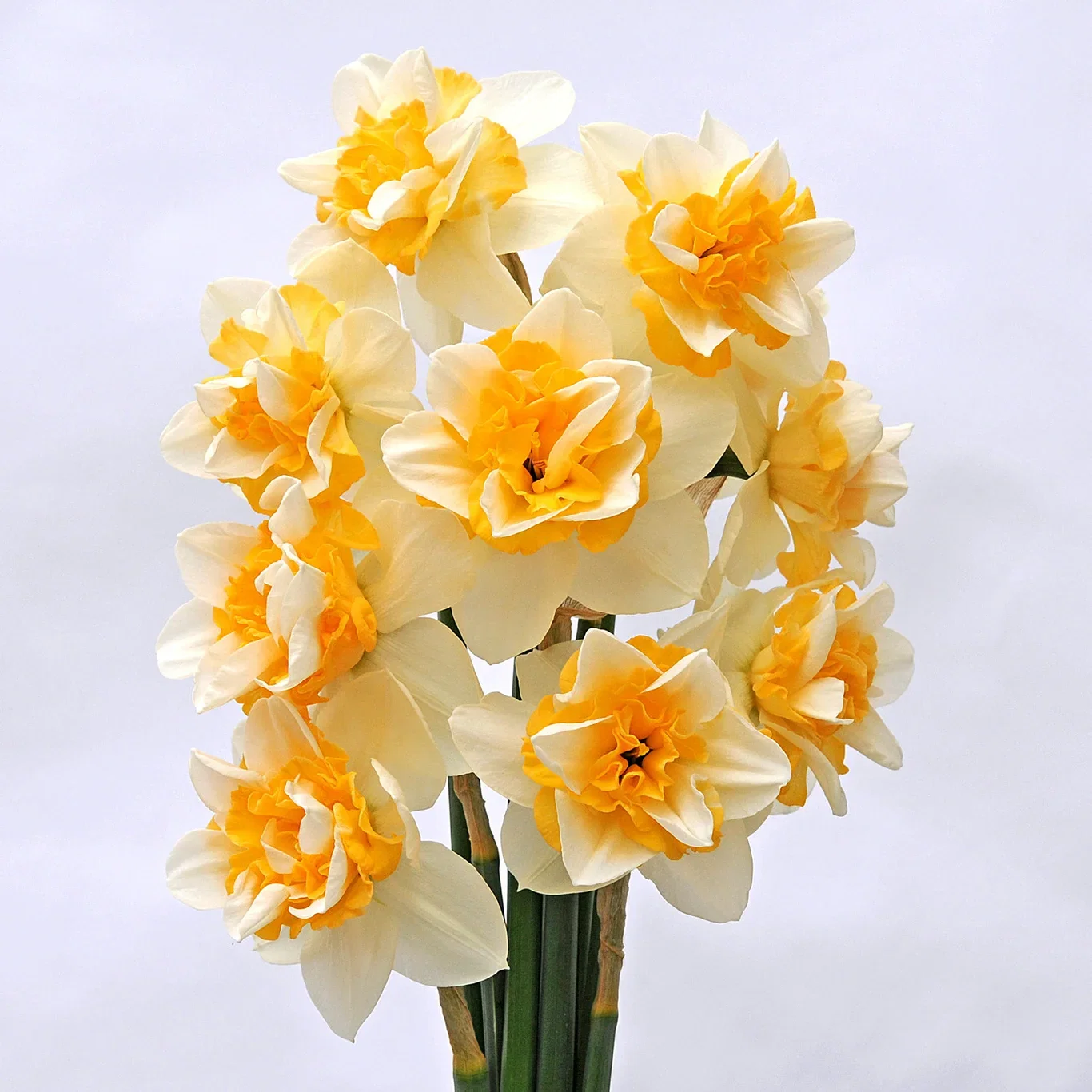 Narcissus Double Sweet Desire