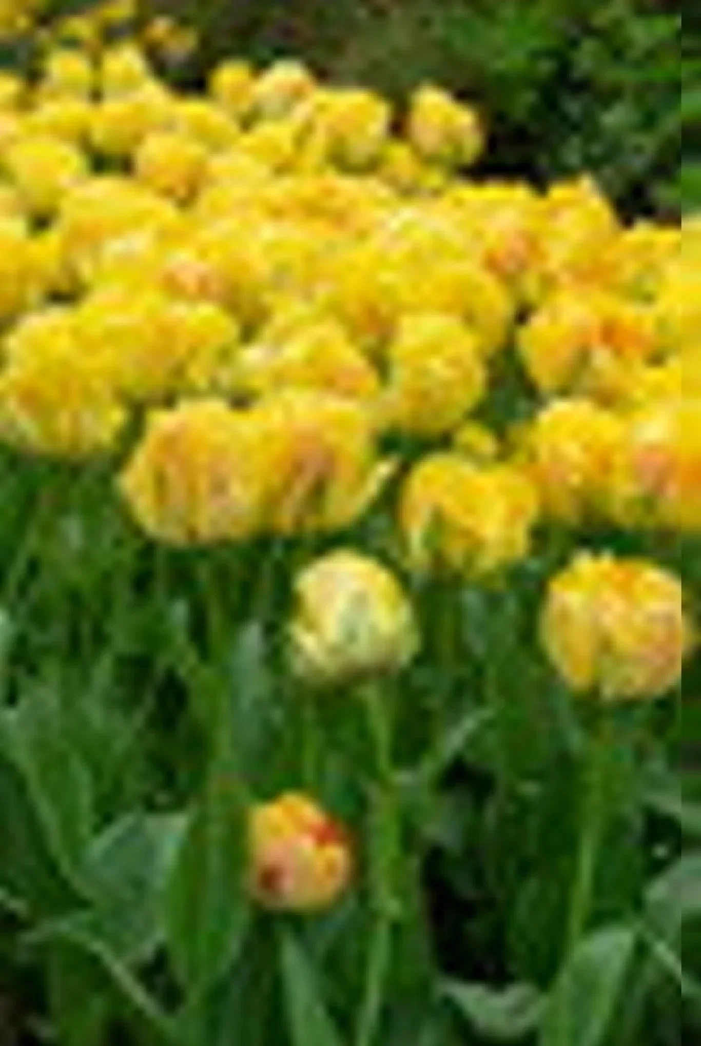 Tulipa Double Late Akebono