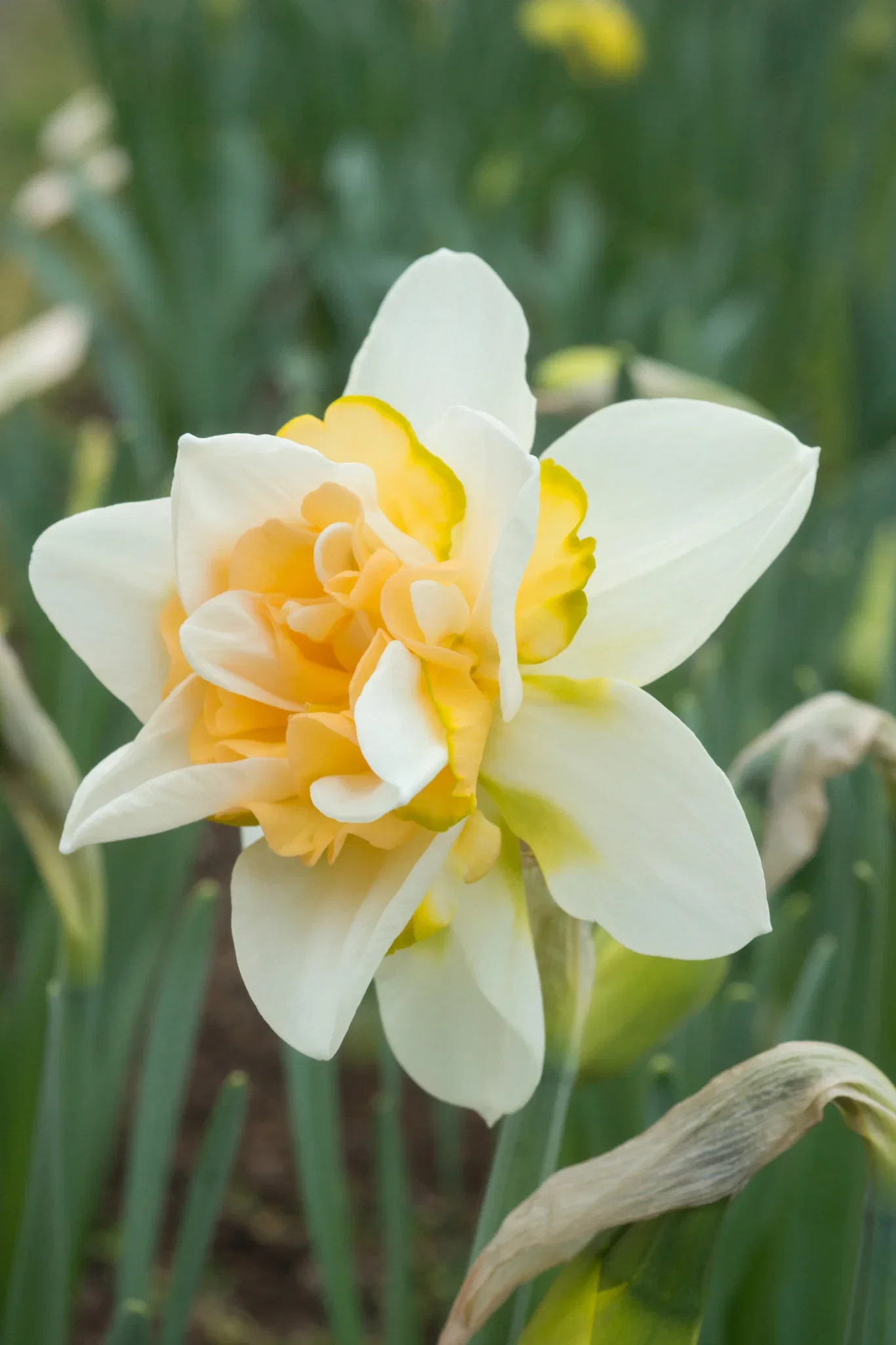 Narcissus Double Sweet Desire