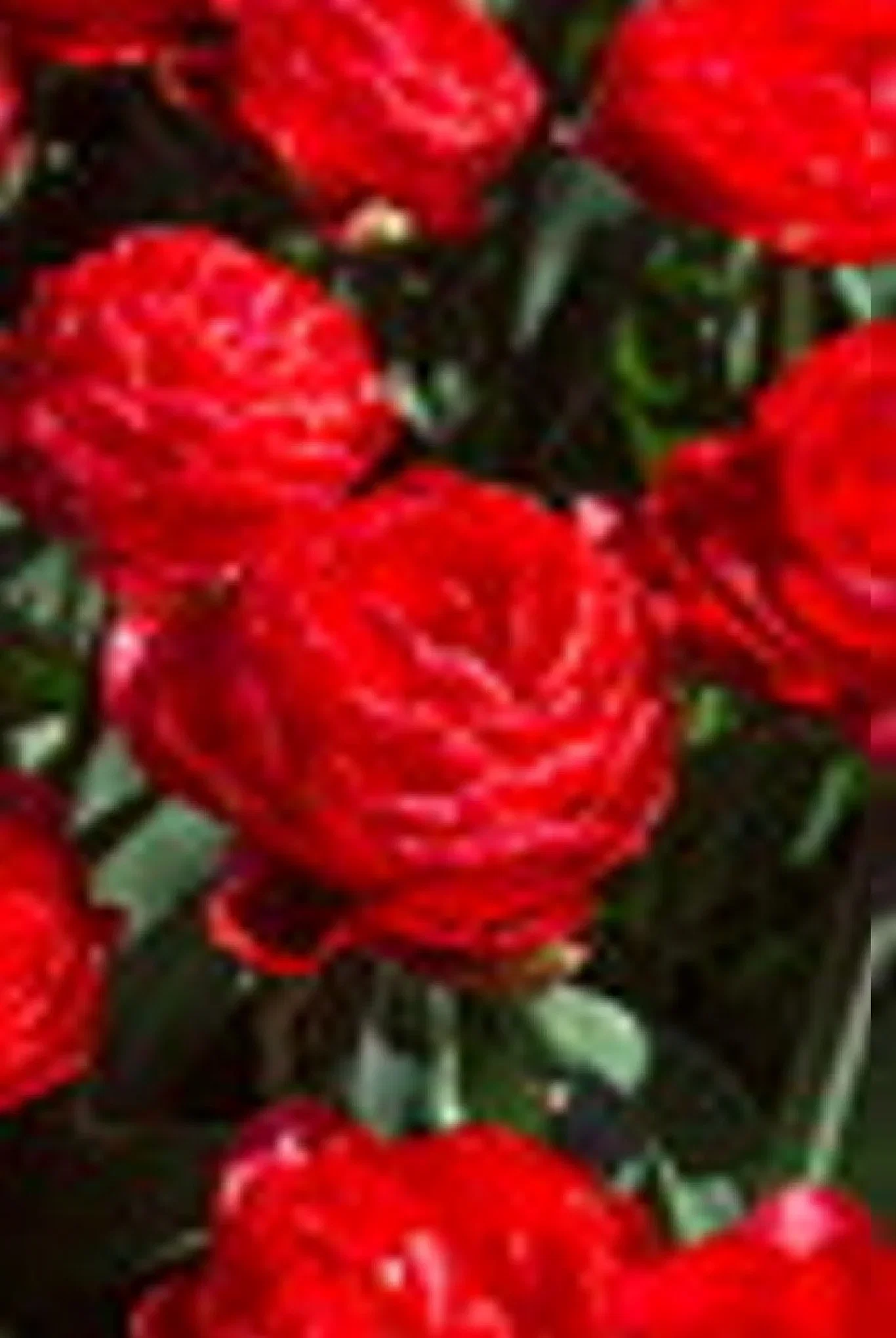 Tulipa Double Early Pamplona 6 bulbs