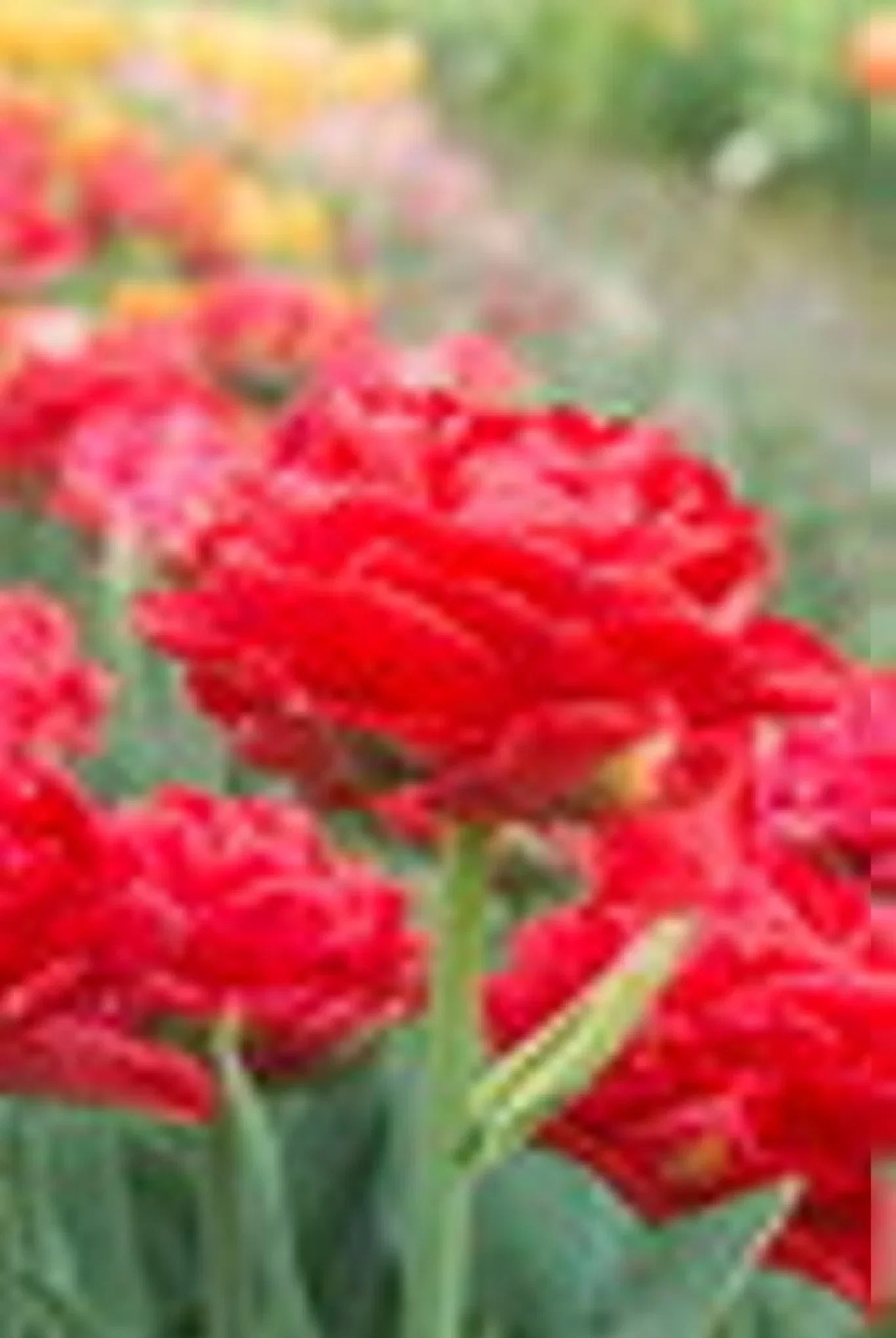 Tulipa Double Early Pamplona 6 bulbs