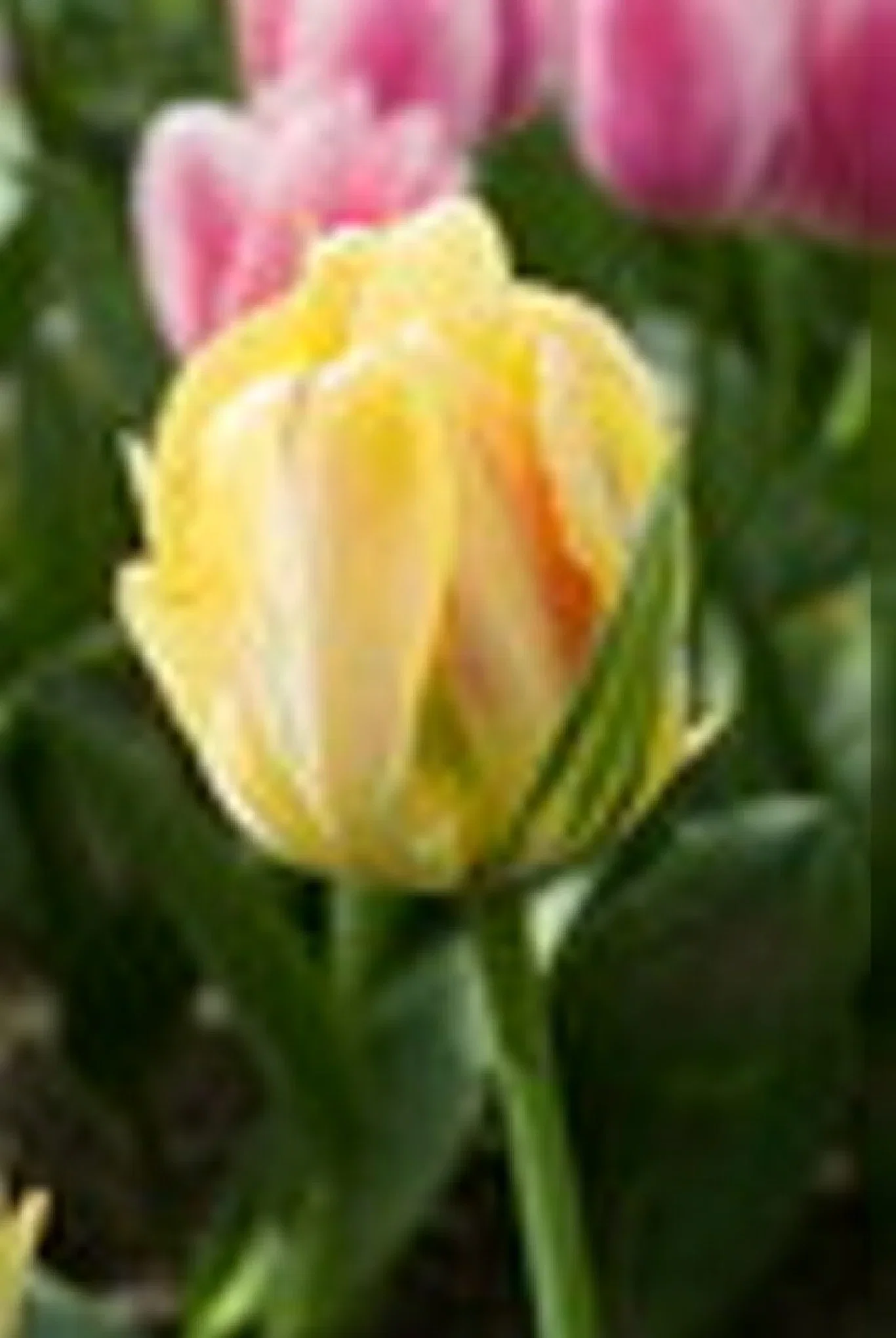 Tulipa Double Late Akebono