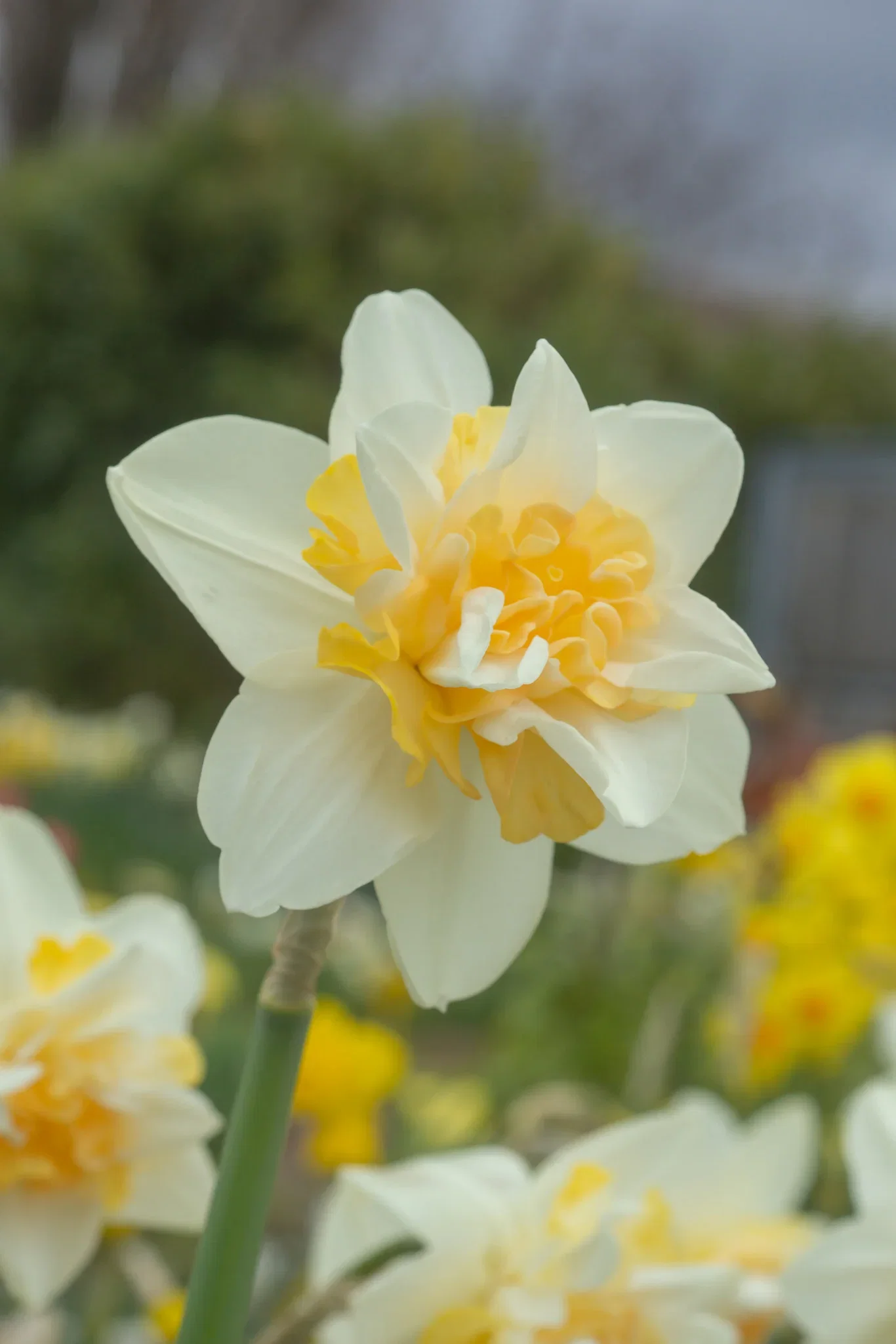 Narcissus Double Sweet Desire