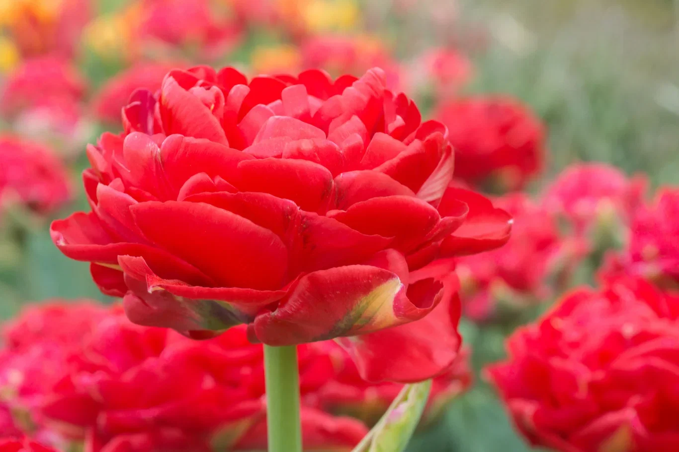 Tulipa Double Early Pamplona 6 bulbs