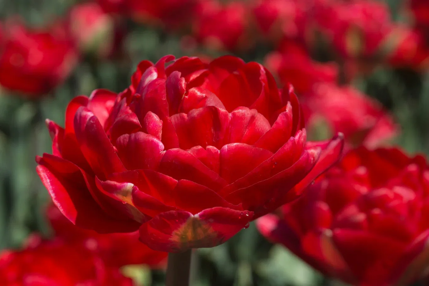 Tulipa Double Early Pamplona 6 bulbs