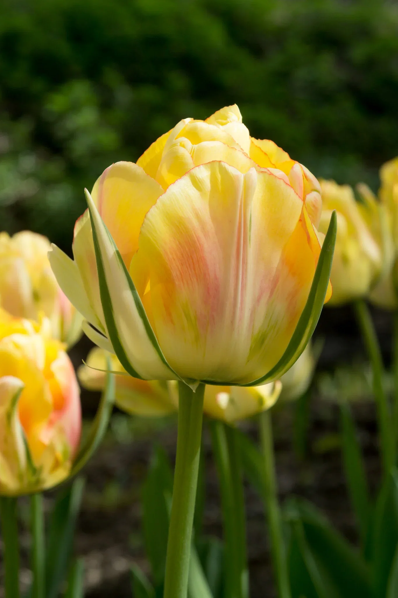 Tulipa Double Late Akebono