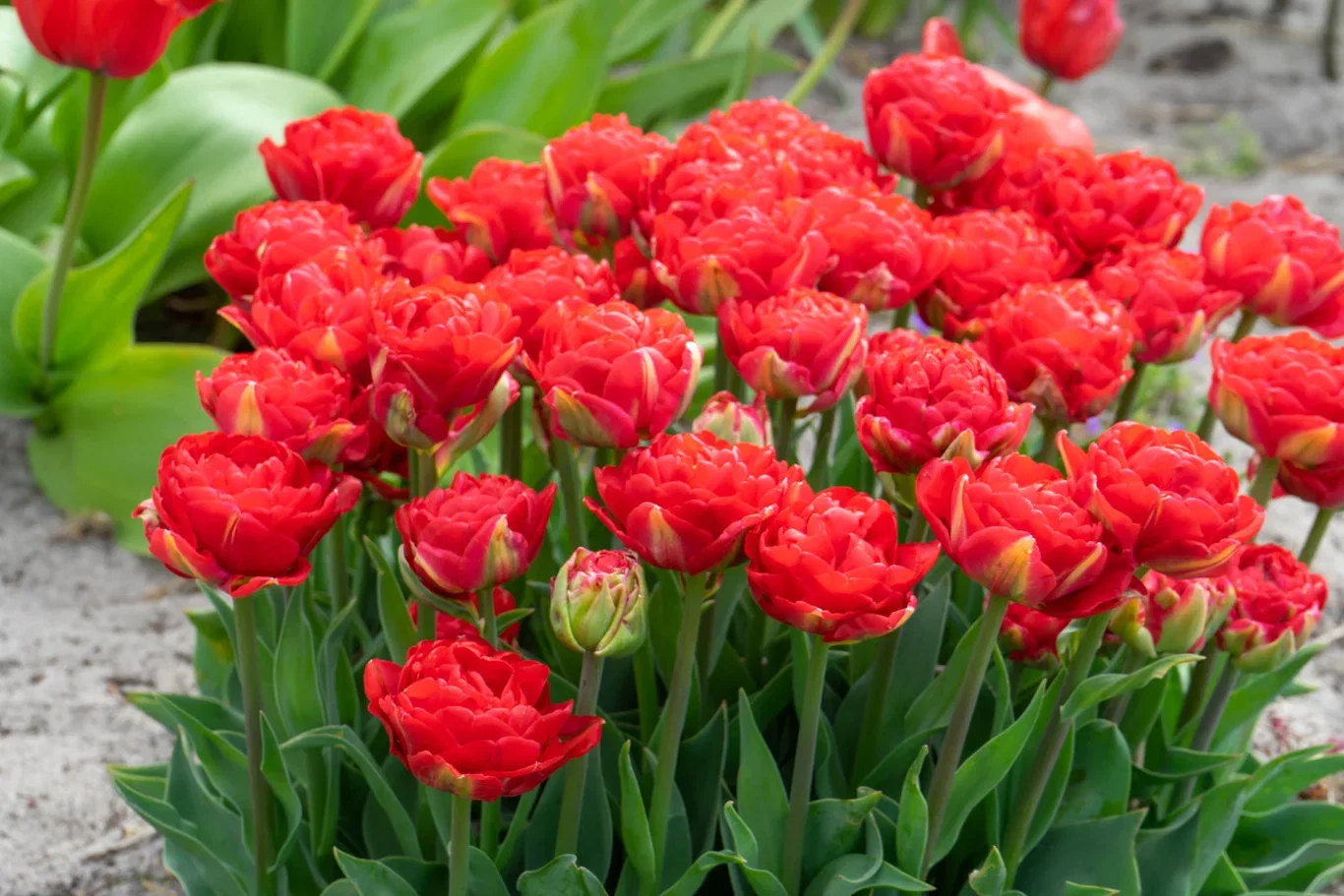 Tulipa Double Early Pamplona 6 bulbs