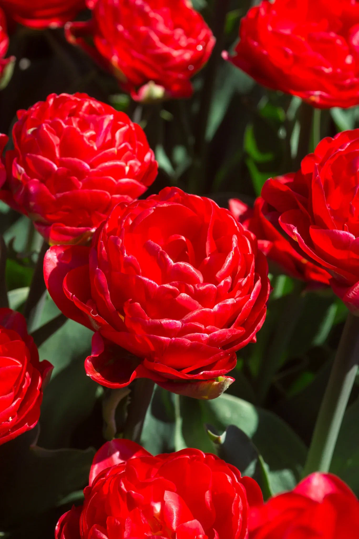 Tulipa Double Early Pamplona 6 bulbs