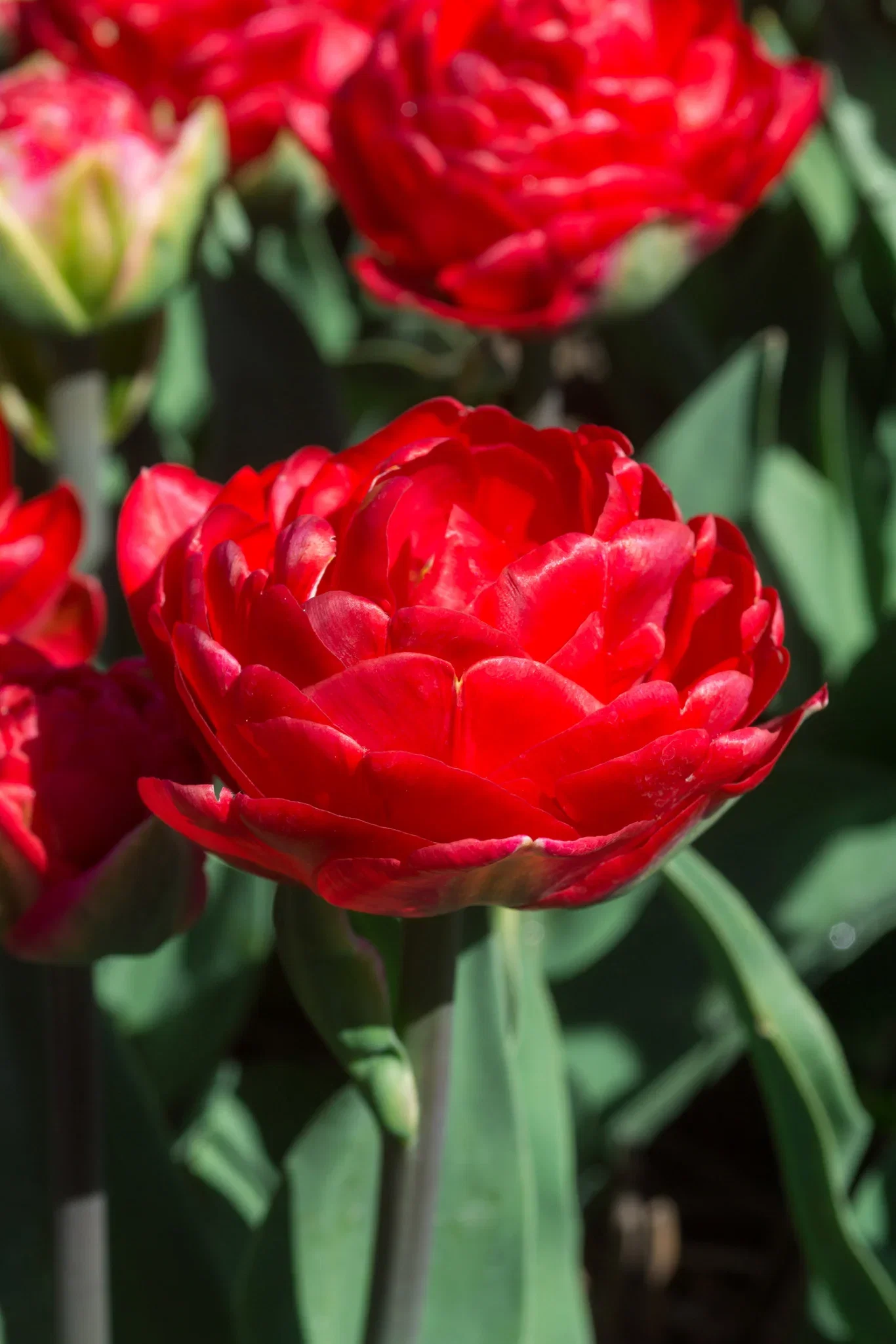 Tulipa Double Early Pamplona 6 bulbs