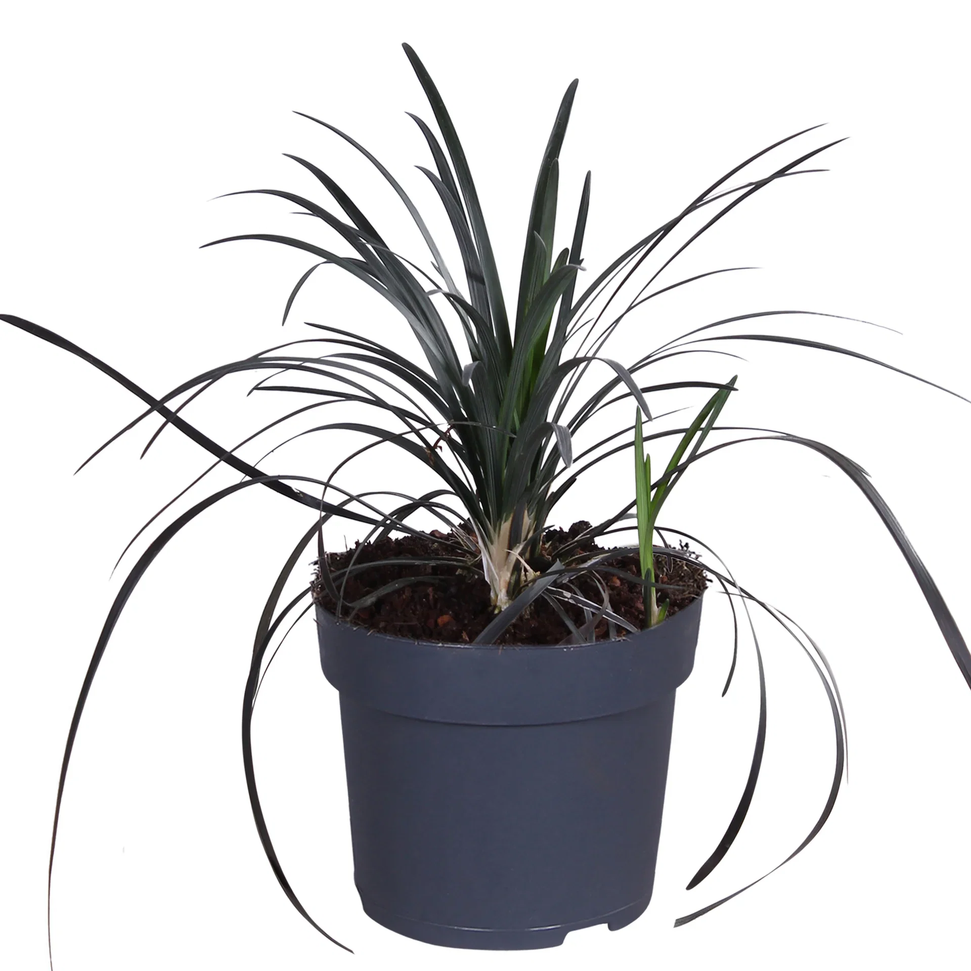 Ophiopogon planiscapus 'Nigrescens' 14 cm