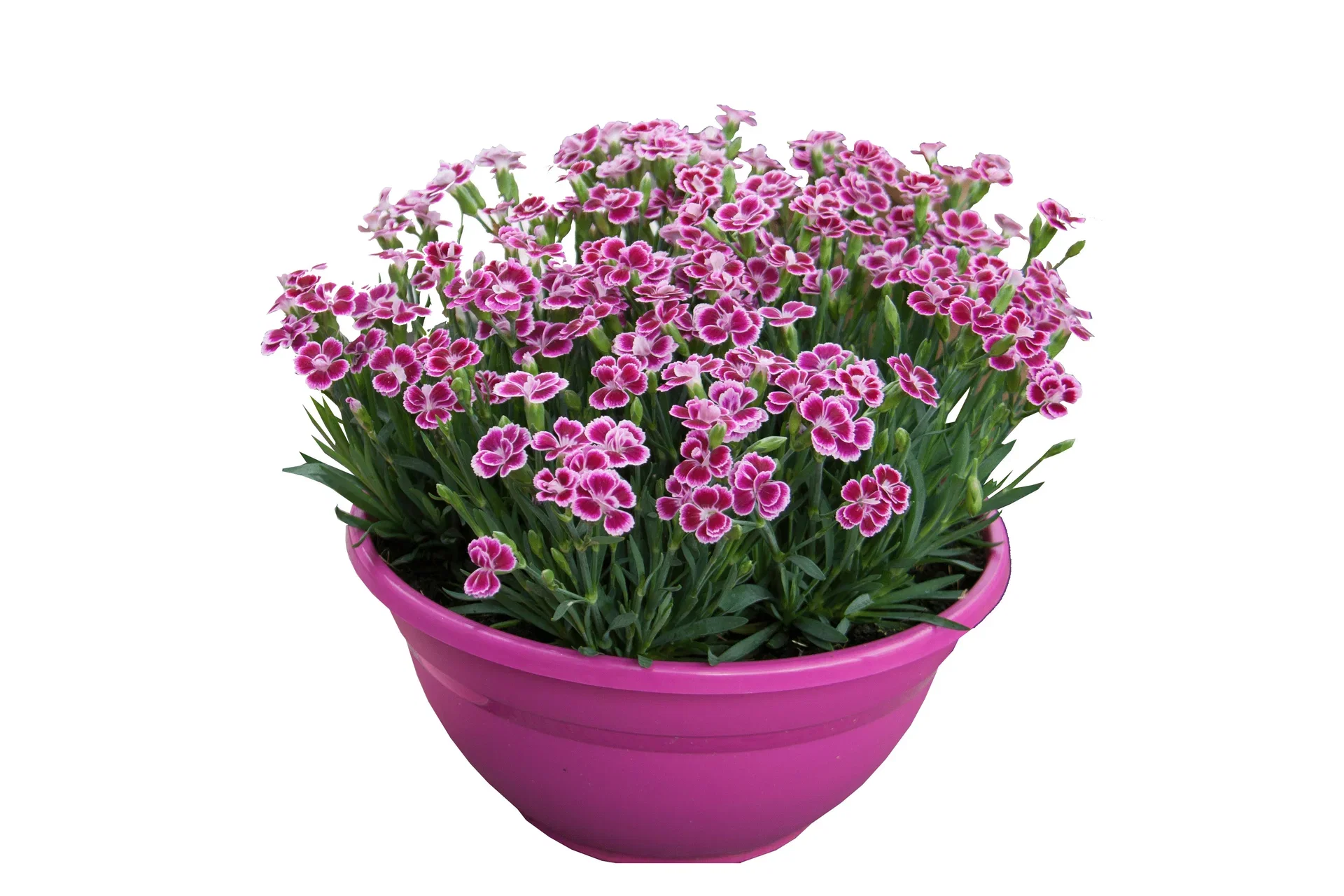 Dianthus 'Pink Kisses' bowl 21 cm