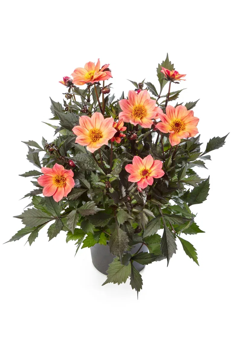 Dahlia dark leaf single fl. Pink 19 cm