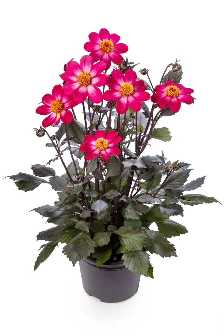 Dahlia dark leaf single fl. Bicolor 19 cm