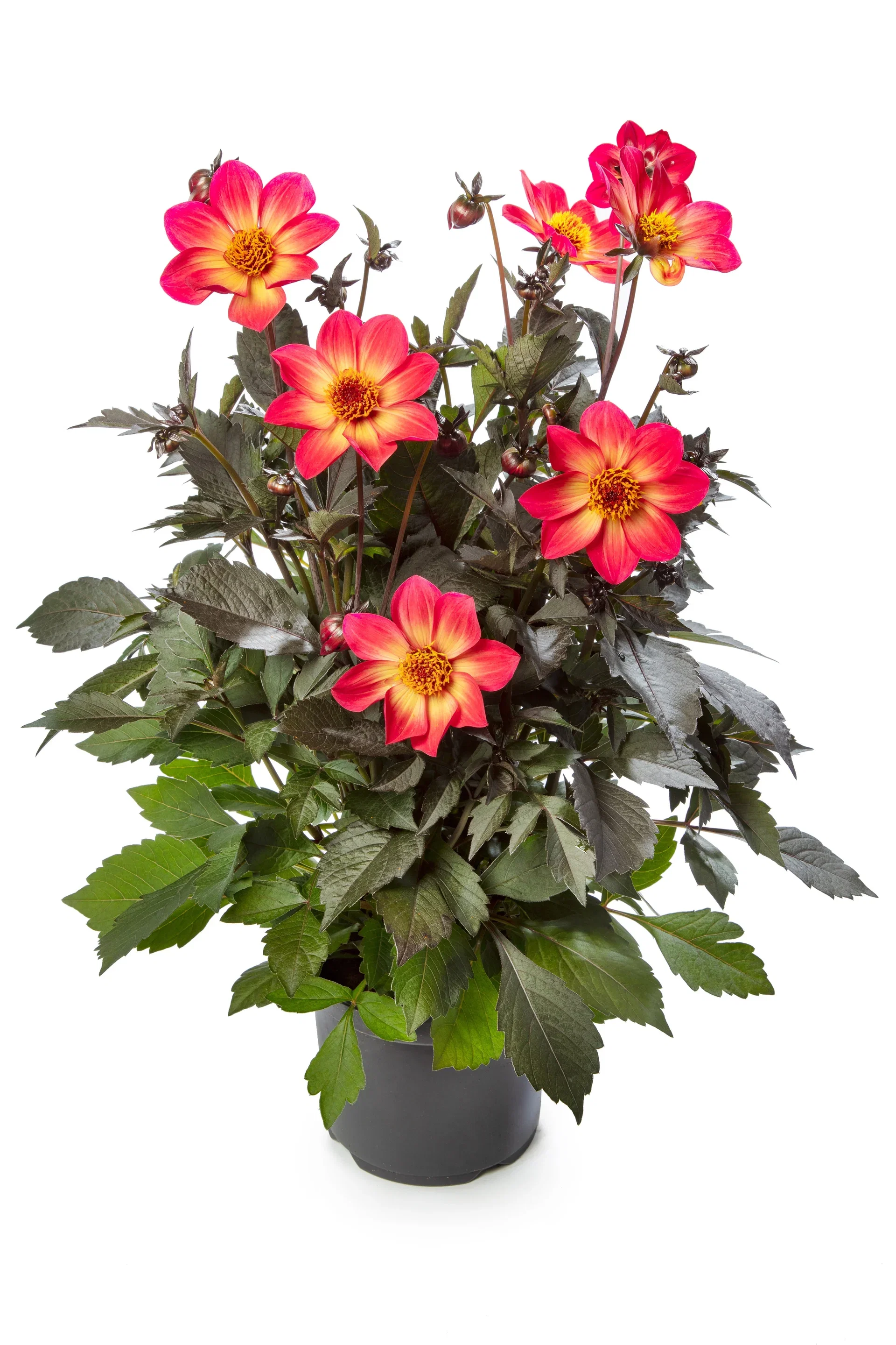 Dahlia dark leaf single fl. Bicolor 19 cm