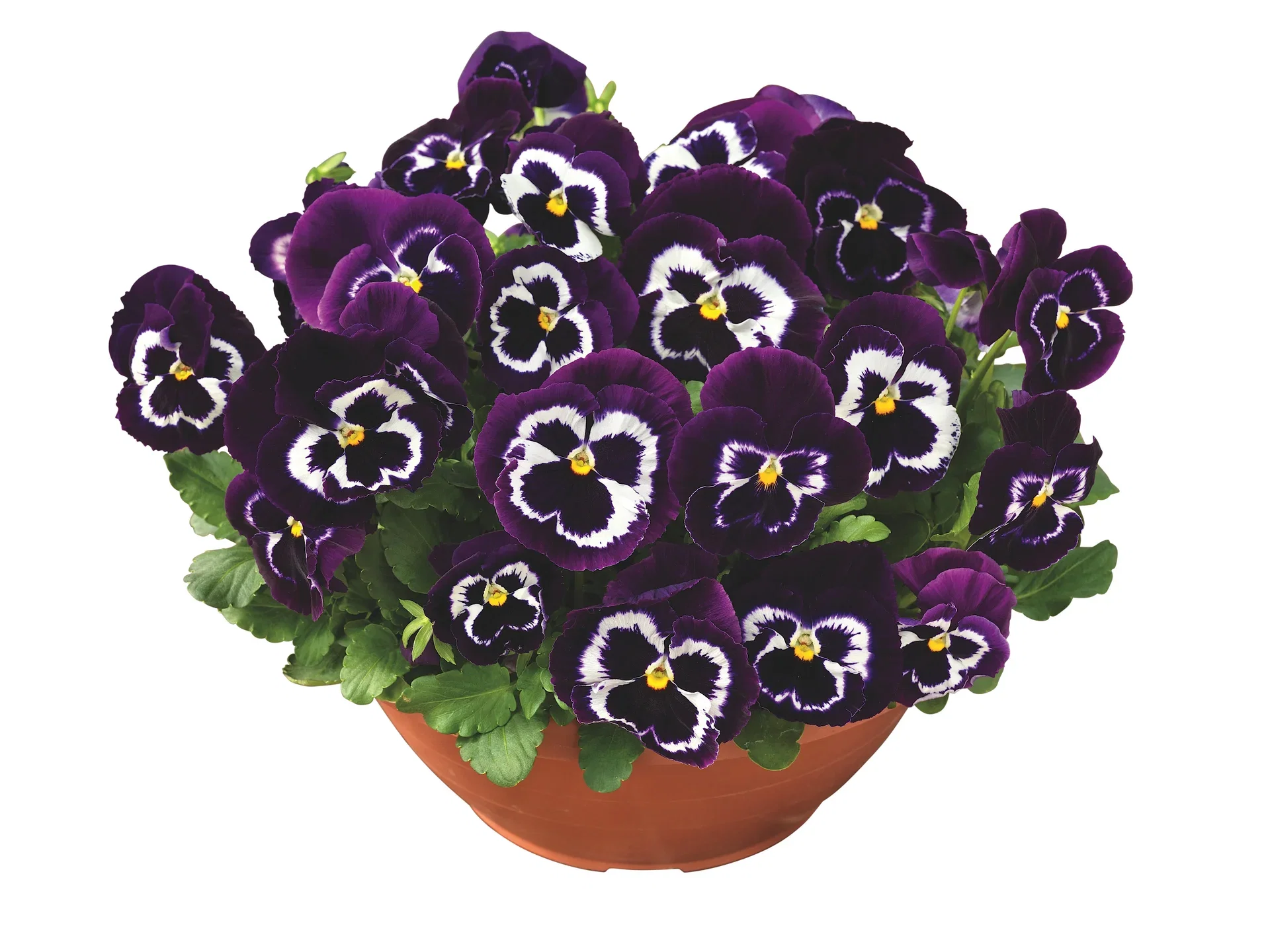 Viola big fl. bowl 27 cm