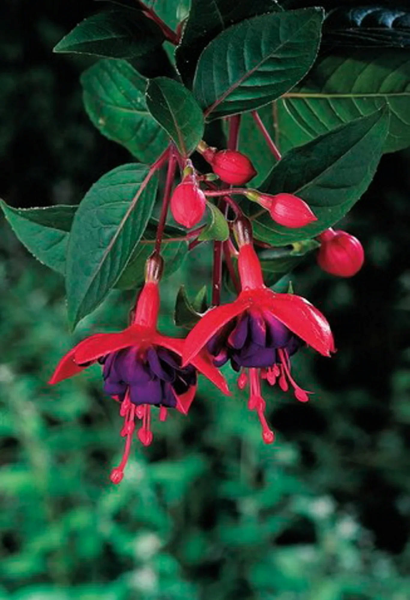 Fuchsia 6 cm