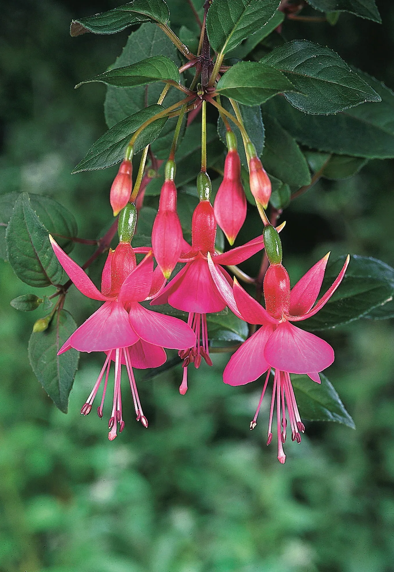 Fuchsia 6 cm