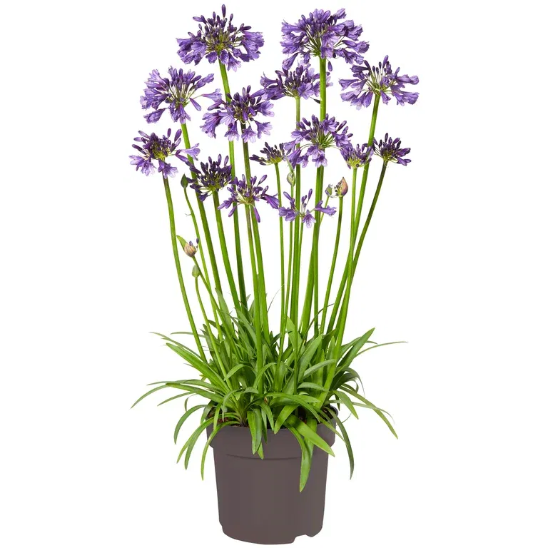 Agapanthus 'Popping Purple'