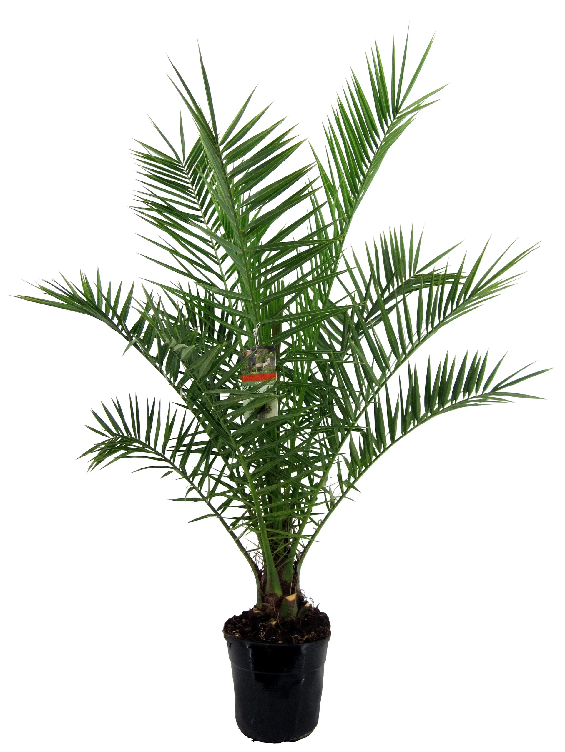 Phoenix canariensis 24 cm