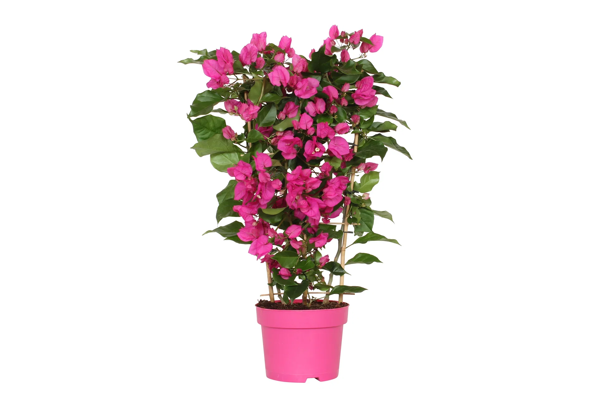Bougainvillea s. 'Vera Deep Purple' spalier 19 cm
