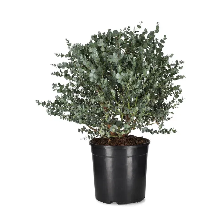 Eucalyptus g. 'Azura'® 23 cm
