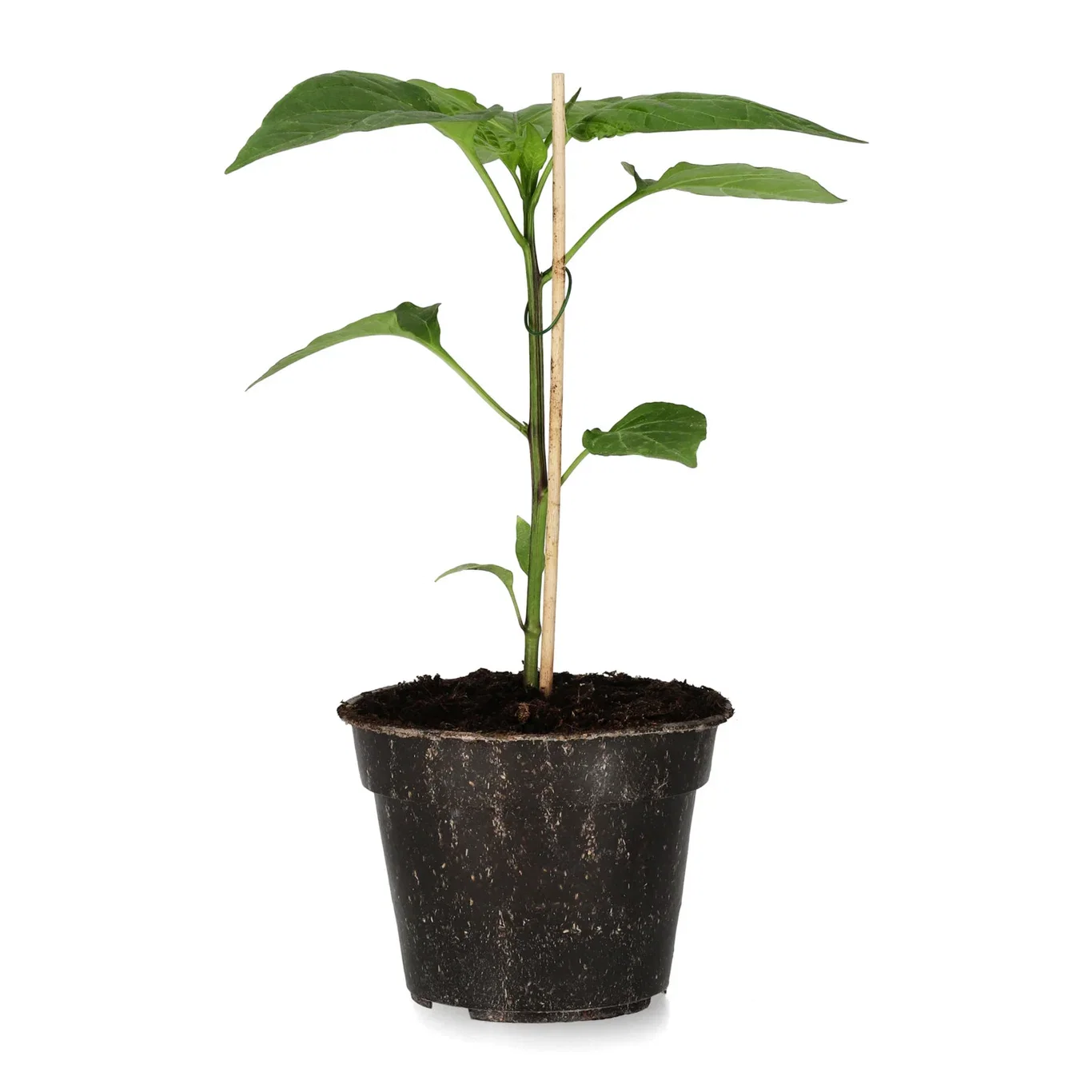 All N. Capsicum Chili 'Hungarian Round' 10,5 cm