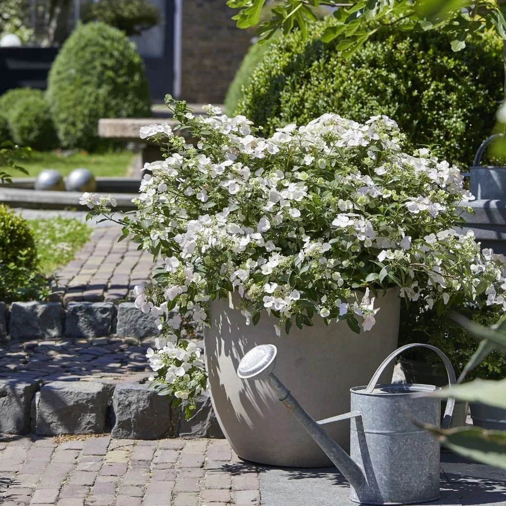 Hydrangea hybrid RUNAWAY BRIDE SNOW WHITE 24cm