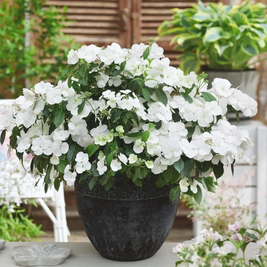 Hydrangea hybrid RUNAWAY BRIDE SNOW WHITE 24cm