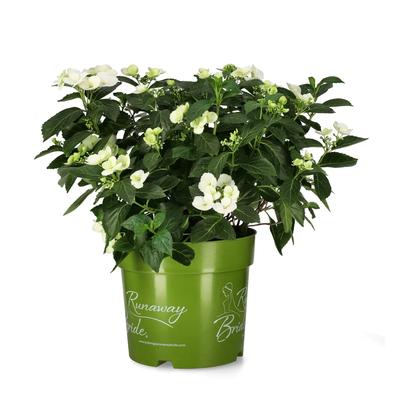 Hydrangea hybrid RUNAWAY BRIDE SNOW WHITE 24cm