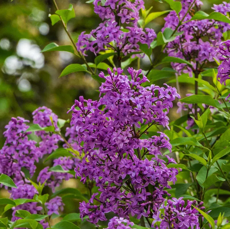 Syringa (Bloomerang-Ser) BLOOMERANG® DARK PURPLE 40-60cm 23