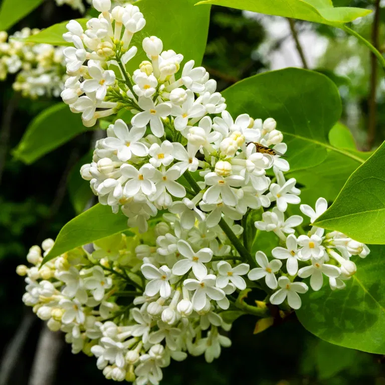 Syringa x prestoniae 'Agnes Smith' 30-50cm 23cm