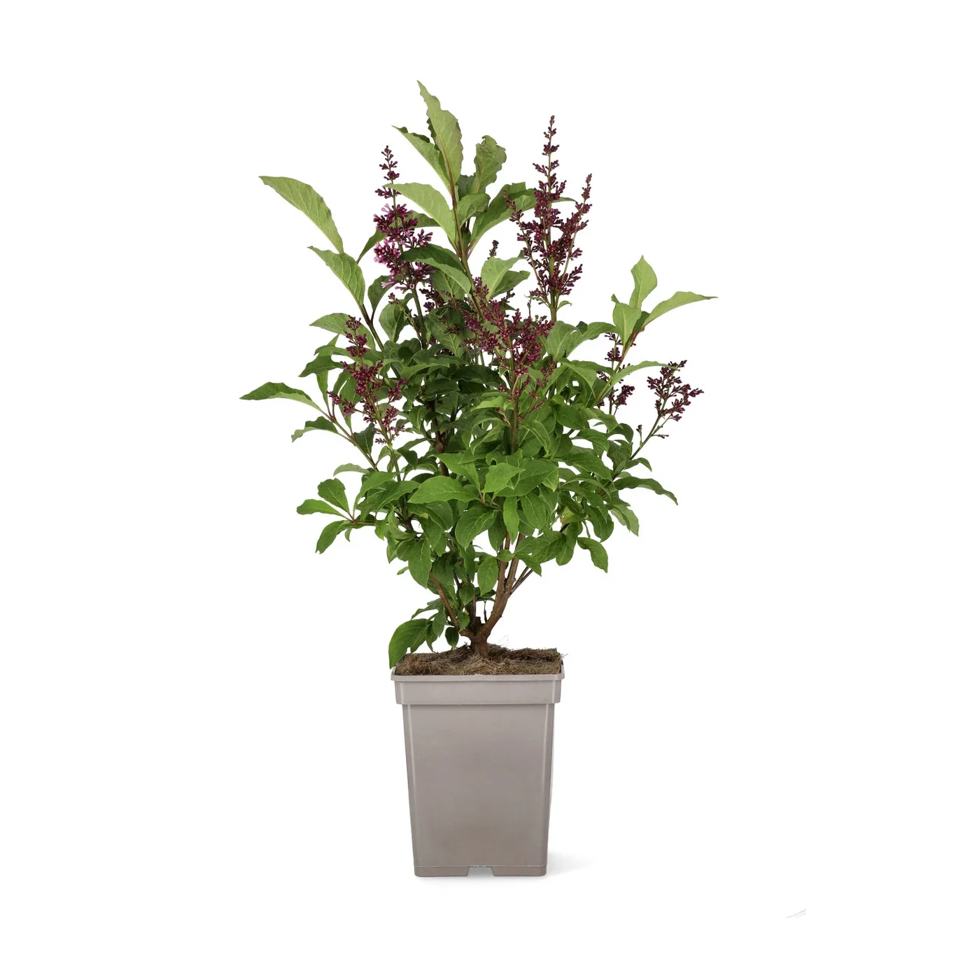 Prestonsyrin 'Royalty'