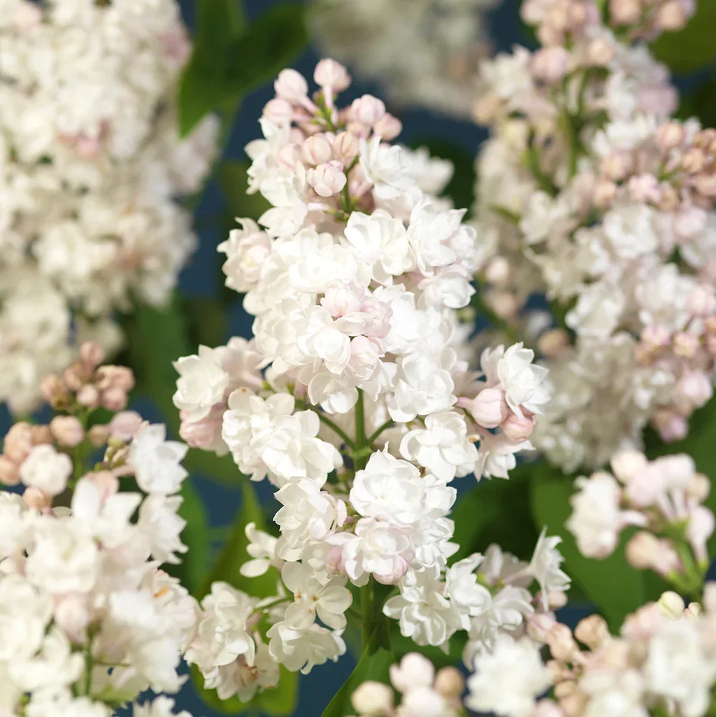 Syringa vulgaris 'Souvenir d'Alice Harding' 80-100cm 29cm