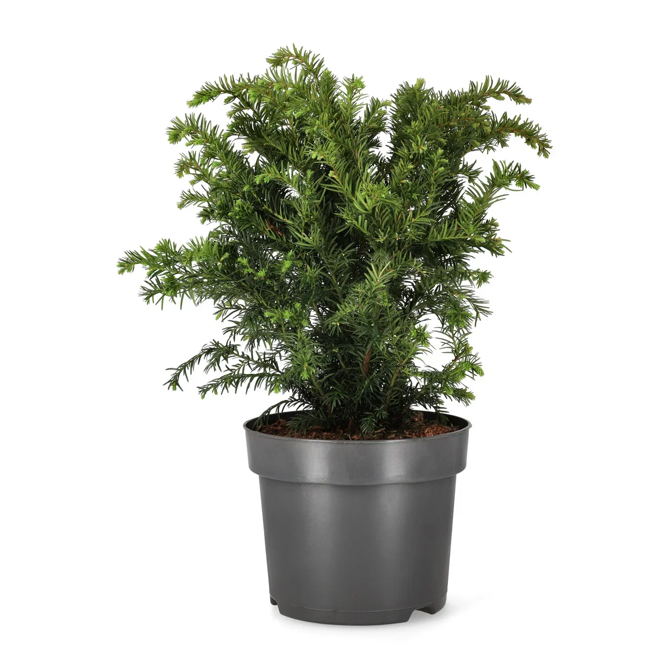 Taxus baccata 'Repandens' 26cm