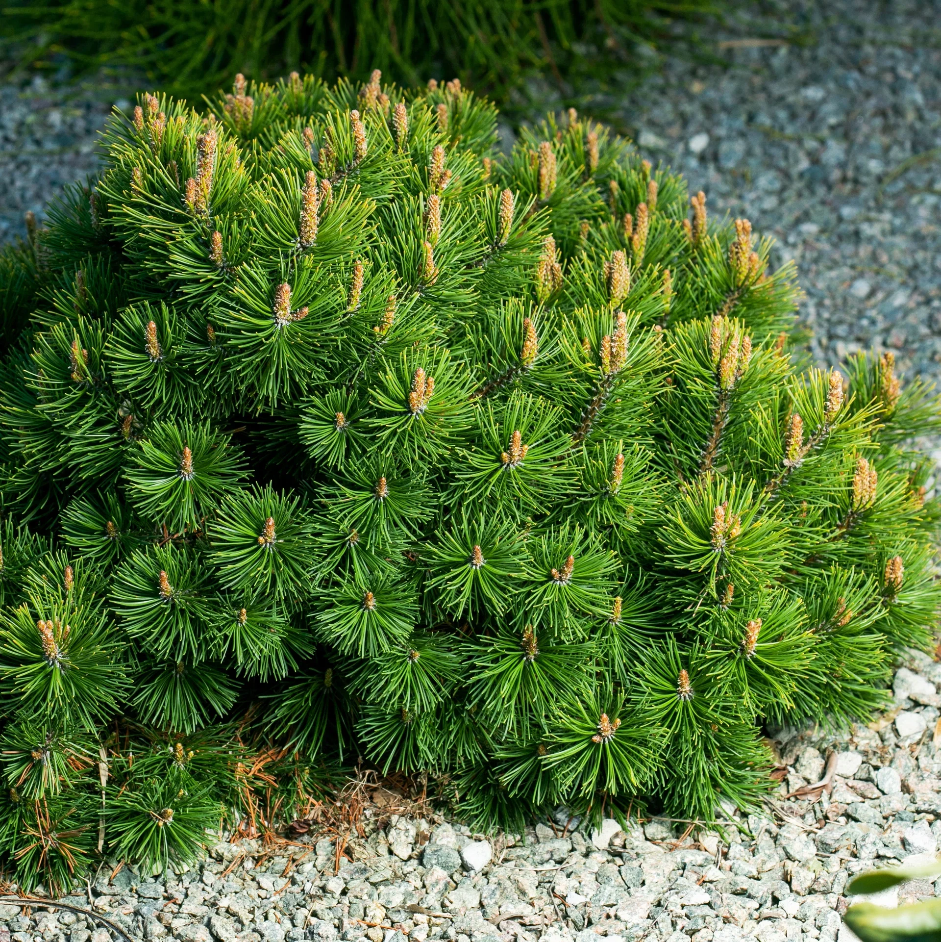 Pinus mugo var. pumilio 26cm