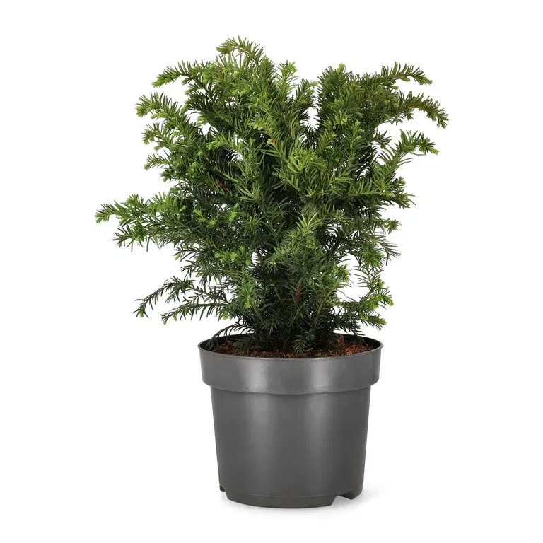 Taxus baccata 'Repandens' 26cm