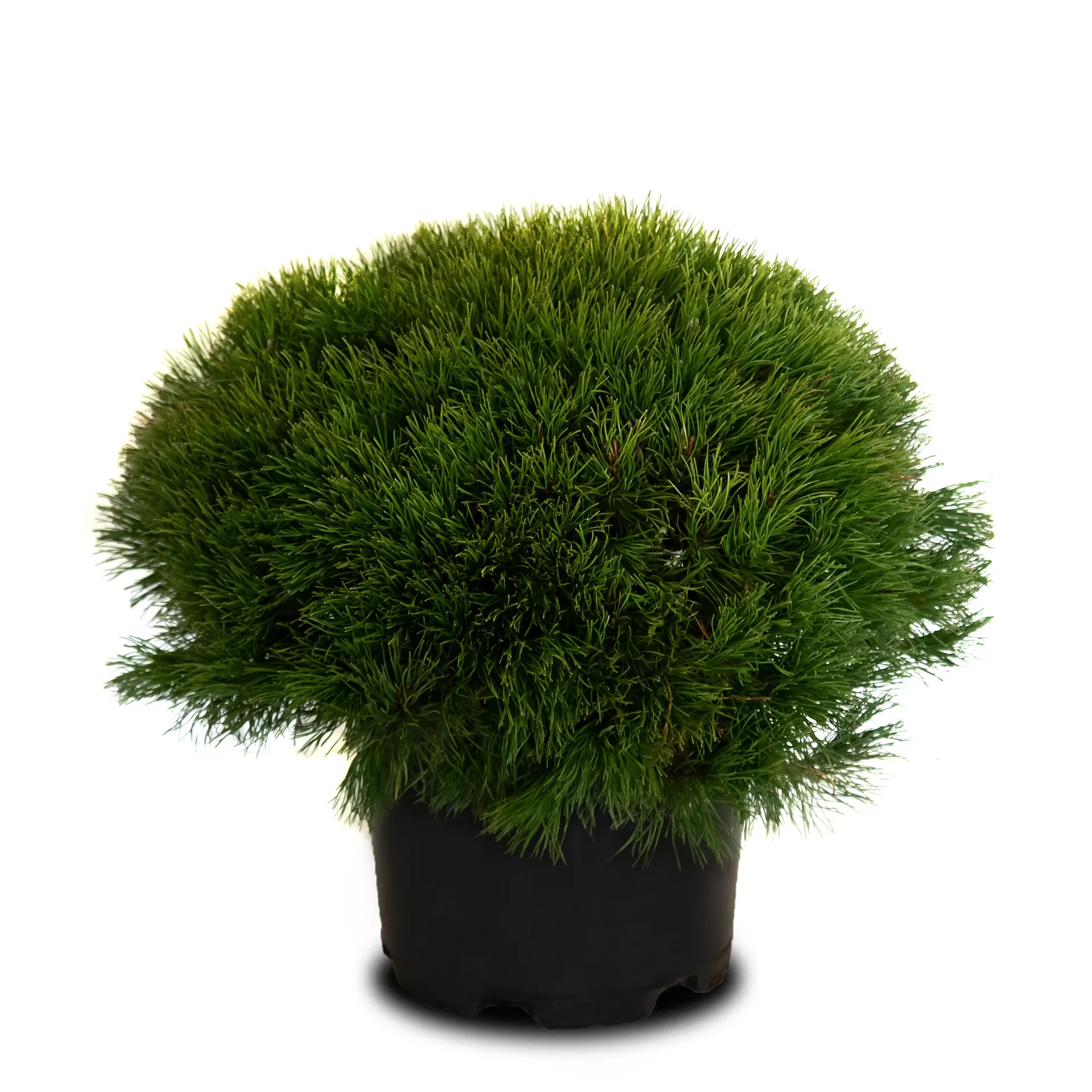 Pinus mugo 'Living Stone' 35cm