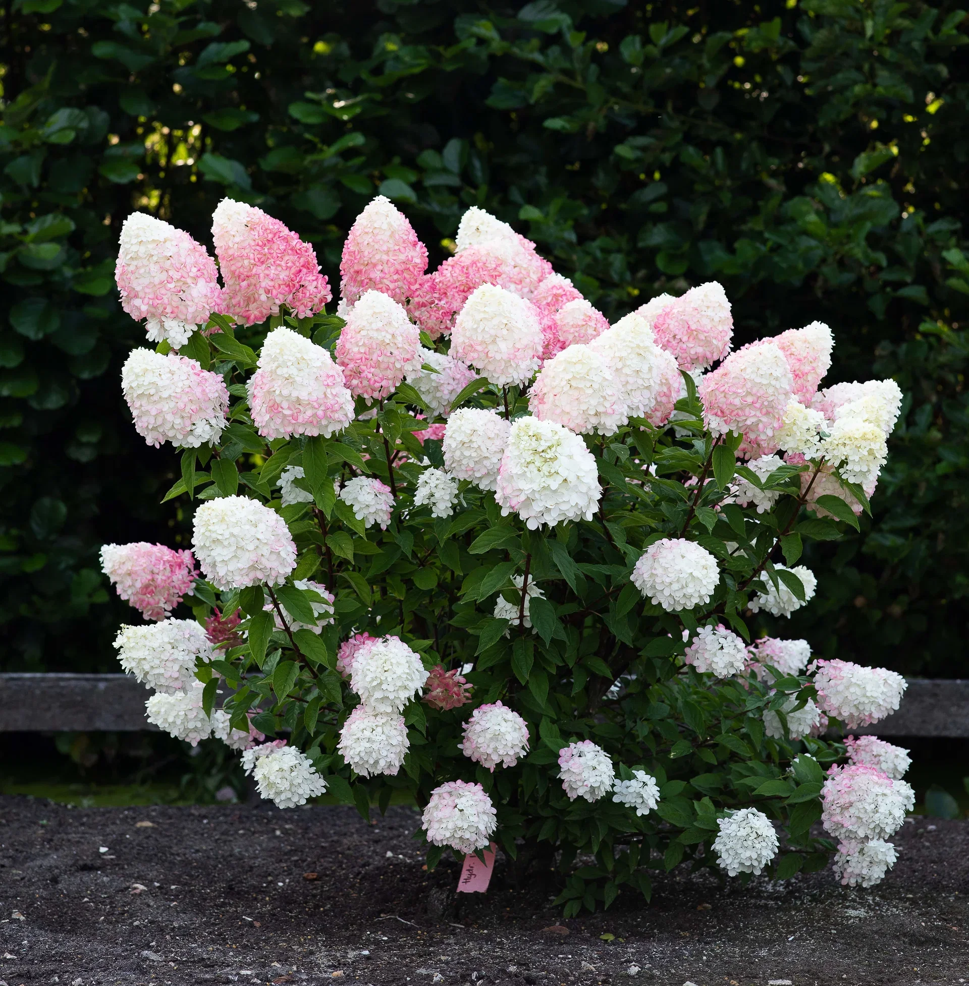 Hydrangea paniculata LIVING PINK & ROSE® 23cm