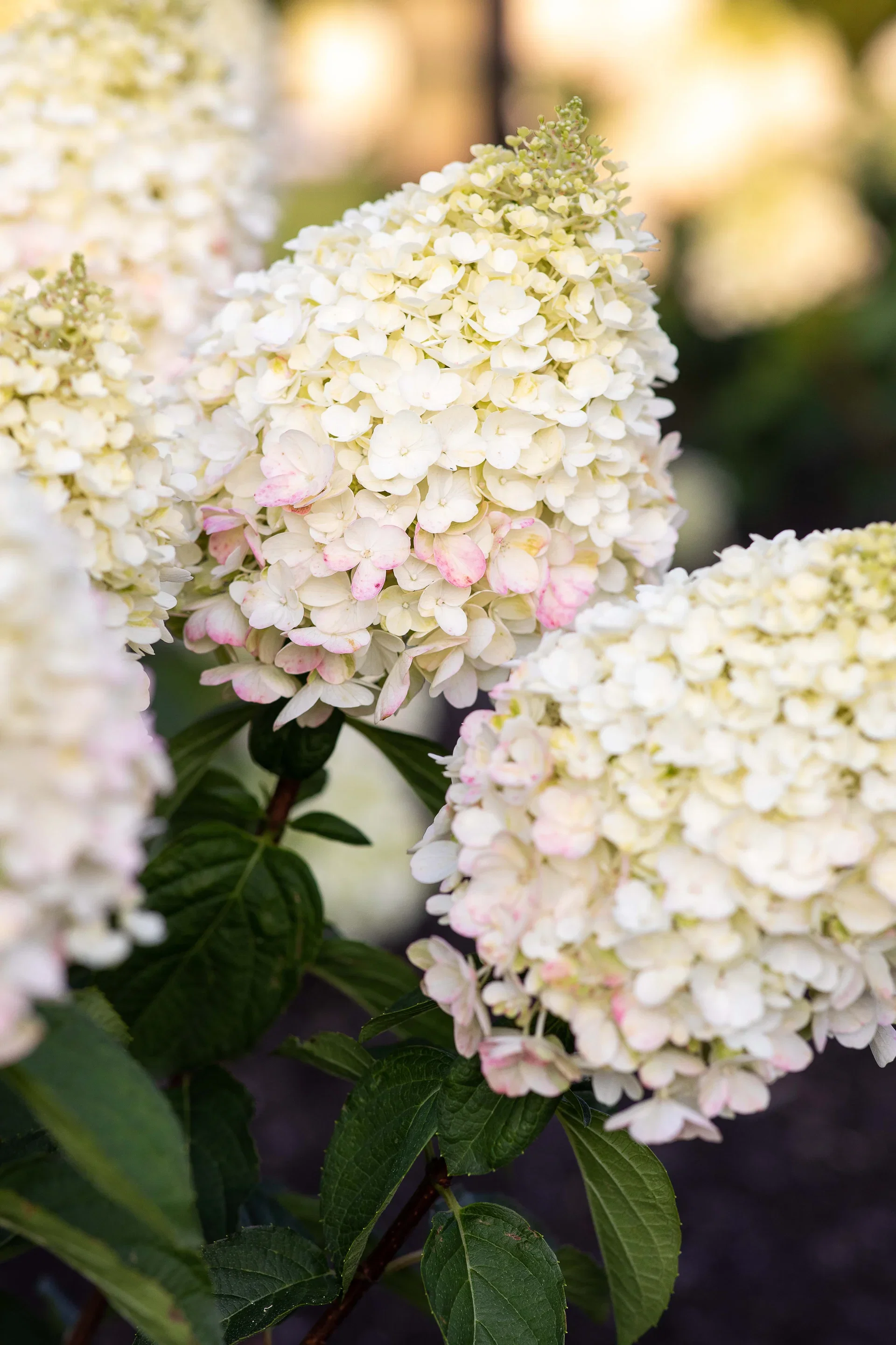 Hydrangea paniculata LIVING PINKY PROMISE® 23cm