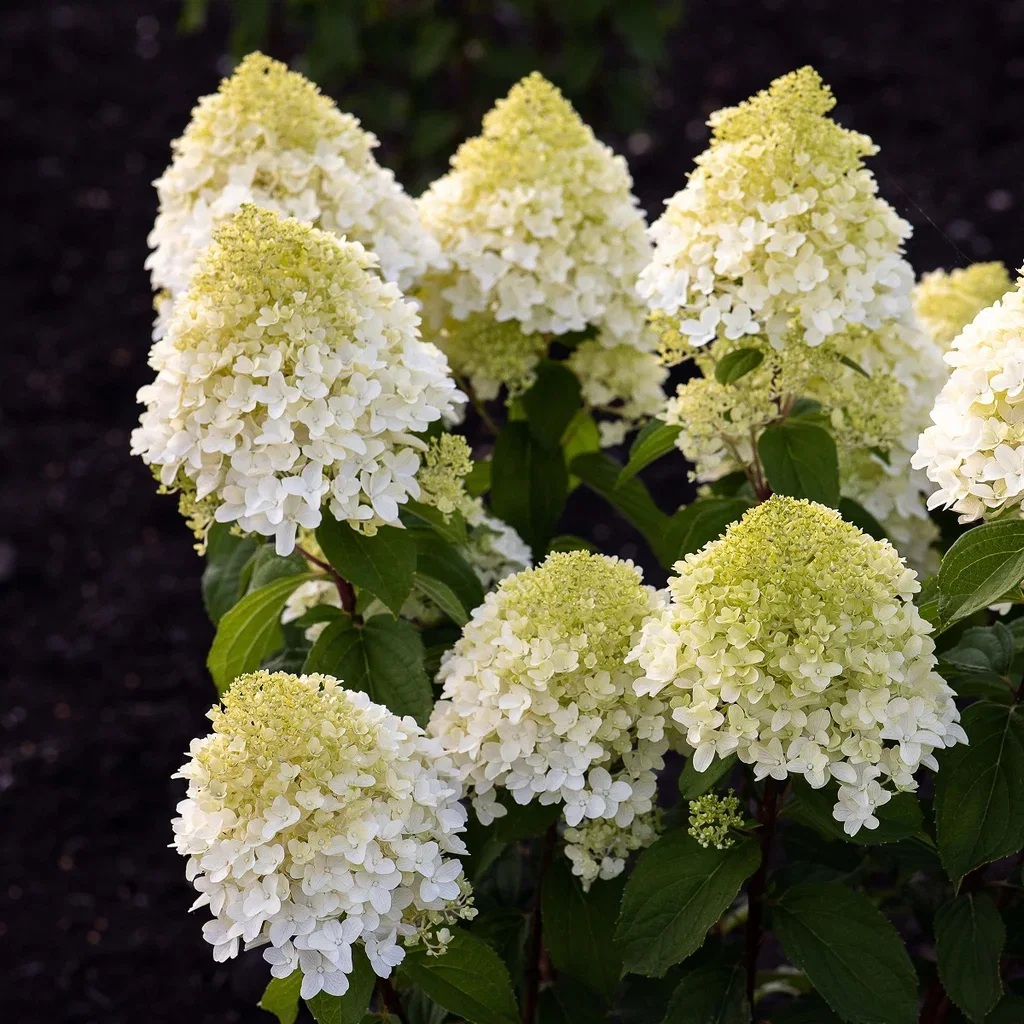 Hydrangea paniculata LIVING SUGAR RUSH® 23cm