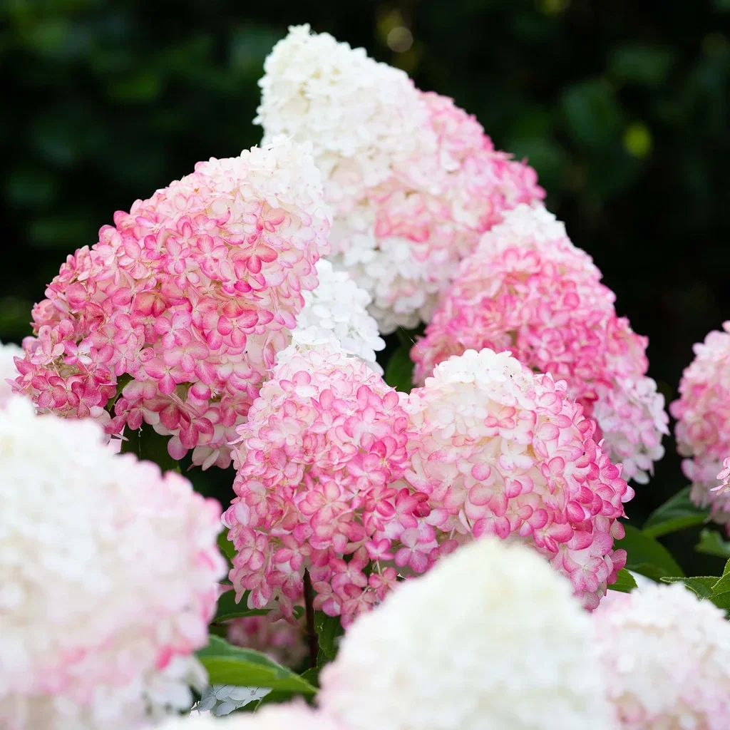 Hydrangea paniculata LIVING PINK & ROSE® 23cm