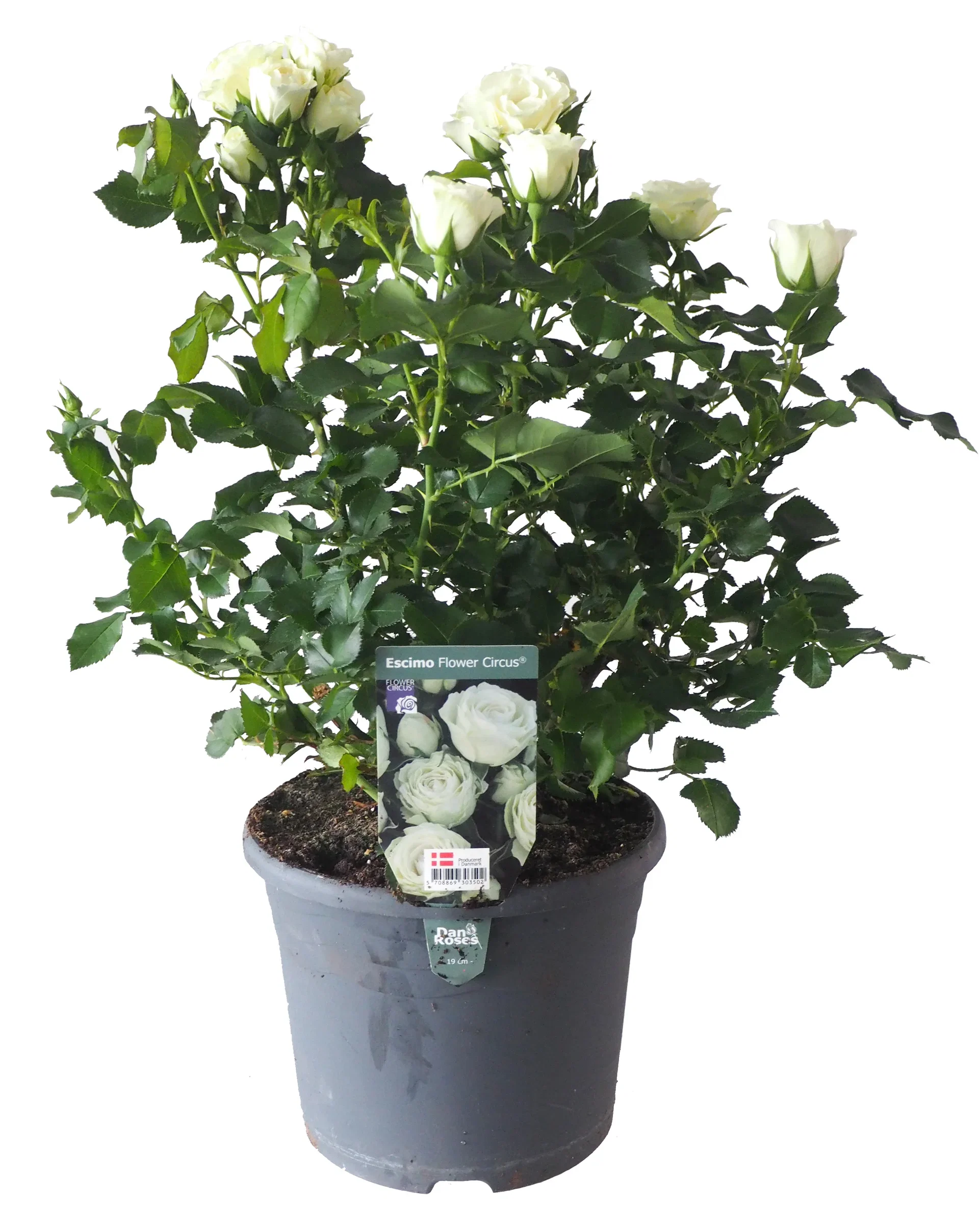 Rosa Terrace white 4L