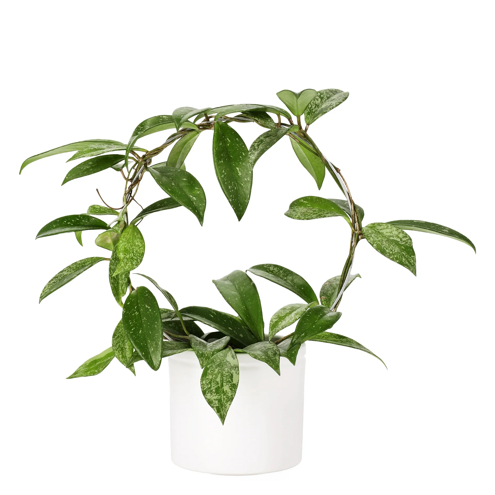 Hoya pubicalyx 'Silverspots' on bow