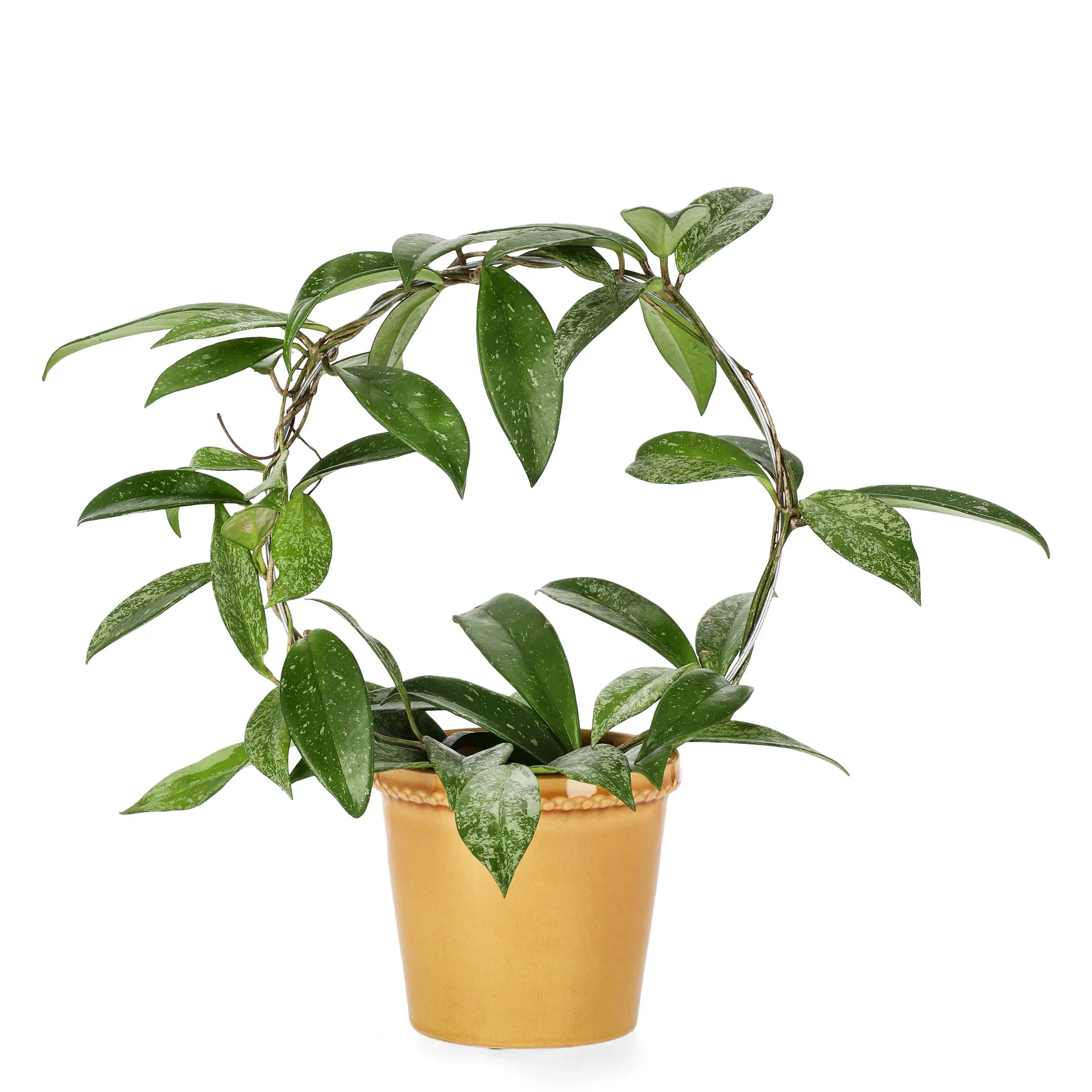 Hoya pubicalyx 'Silverspots' on bow