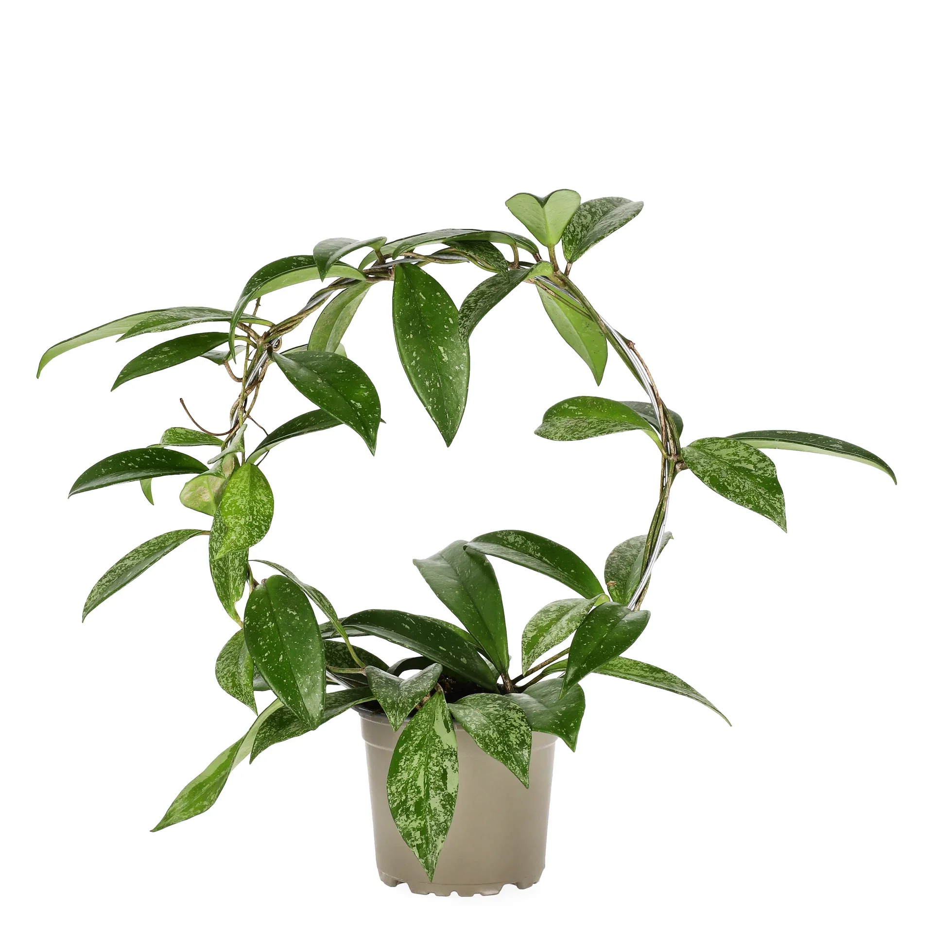 Hoya pubicalyx 'Silverspots' on bow