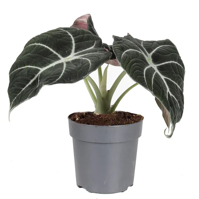 Alocasia 'Black Velvet' 11 cm