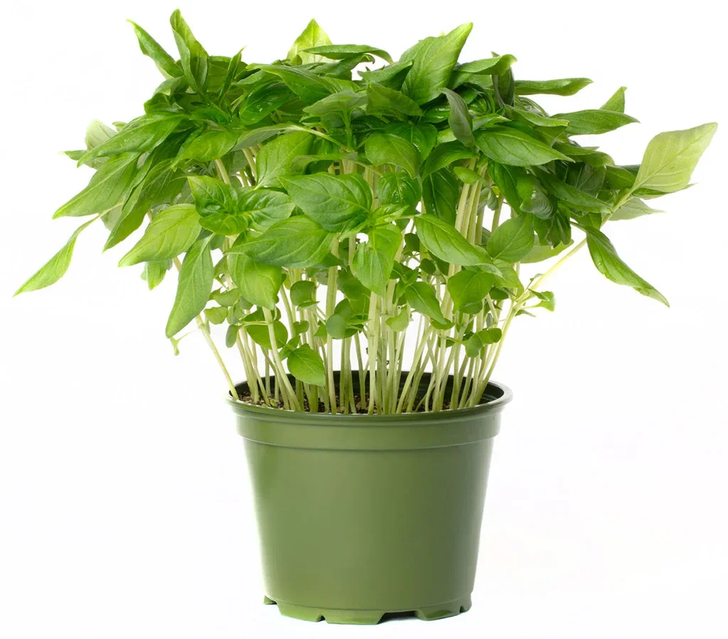 All N. Ocimum basilicum 'Thai' 12 cm